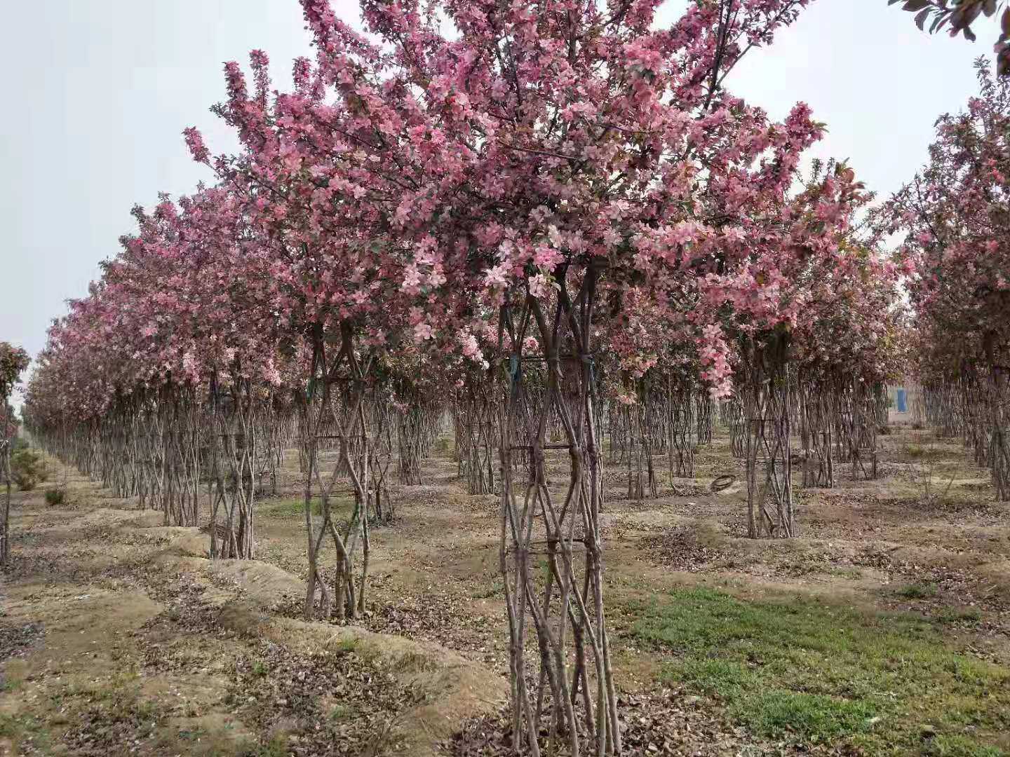 山东罡润置业有限公司园林图片