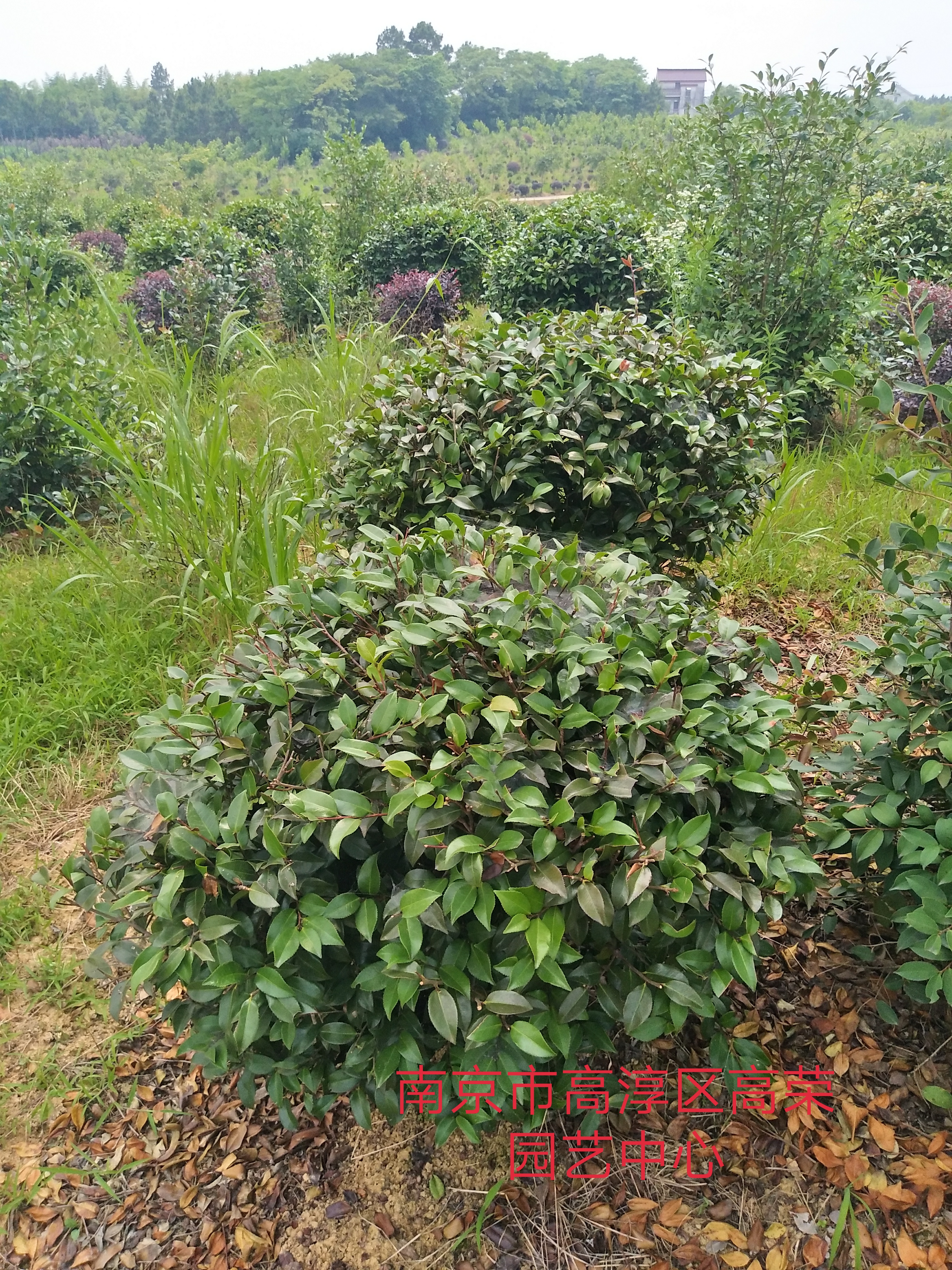 茶梅图片