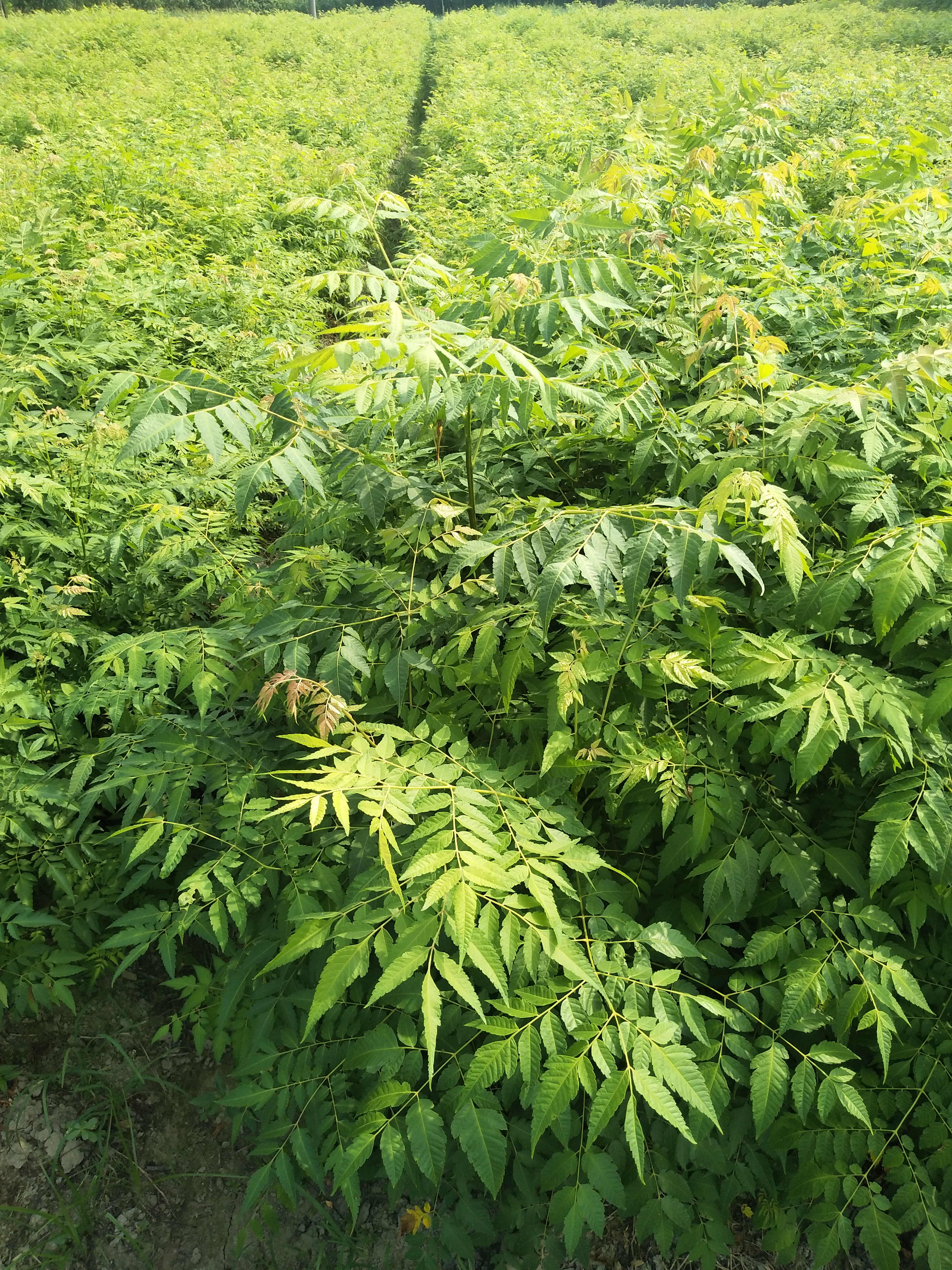 黄山栾树图片