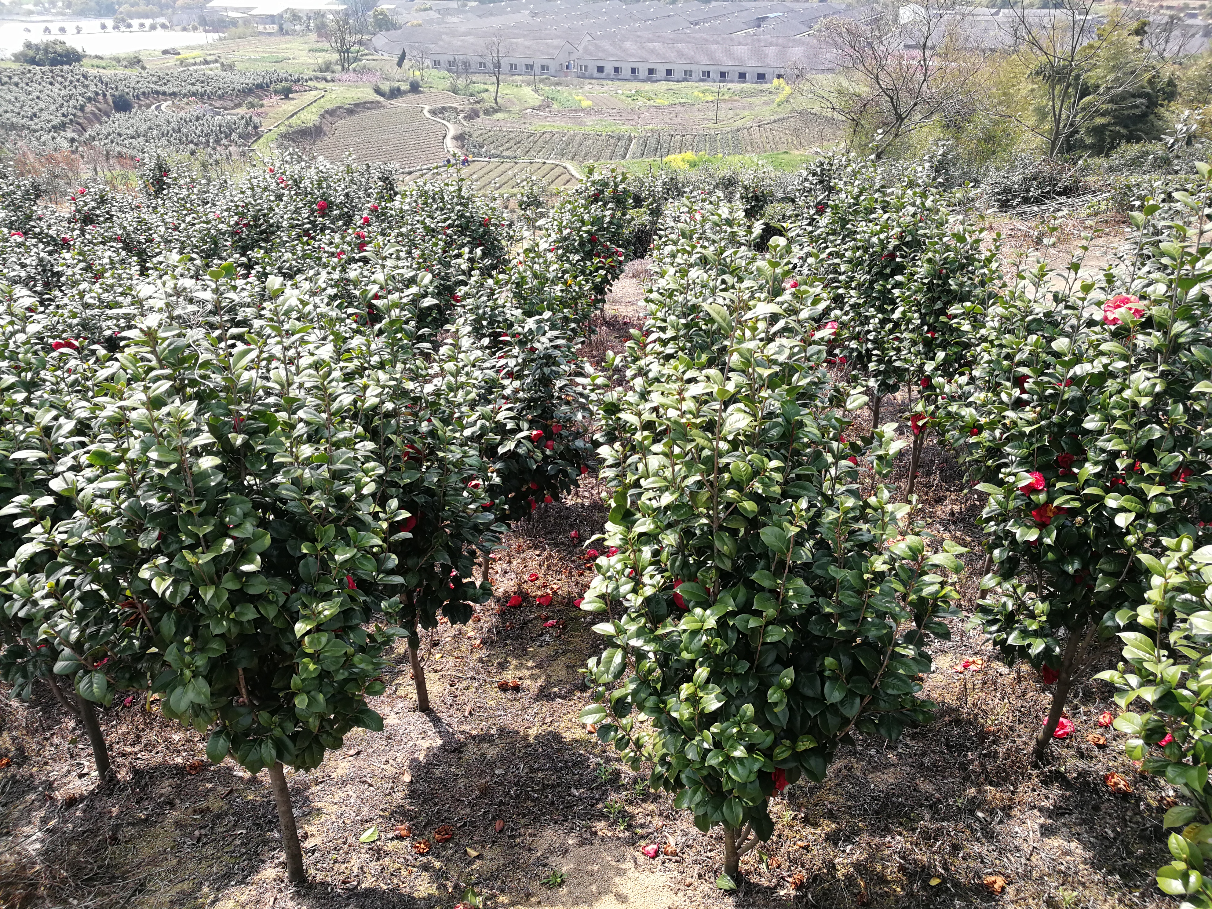 红露珍茶花图片