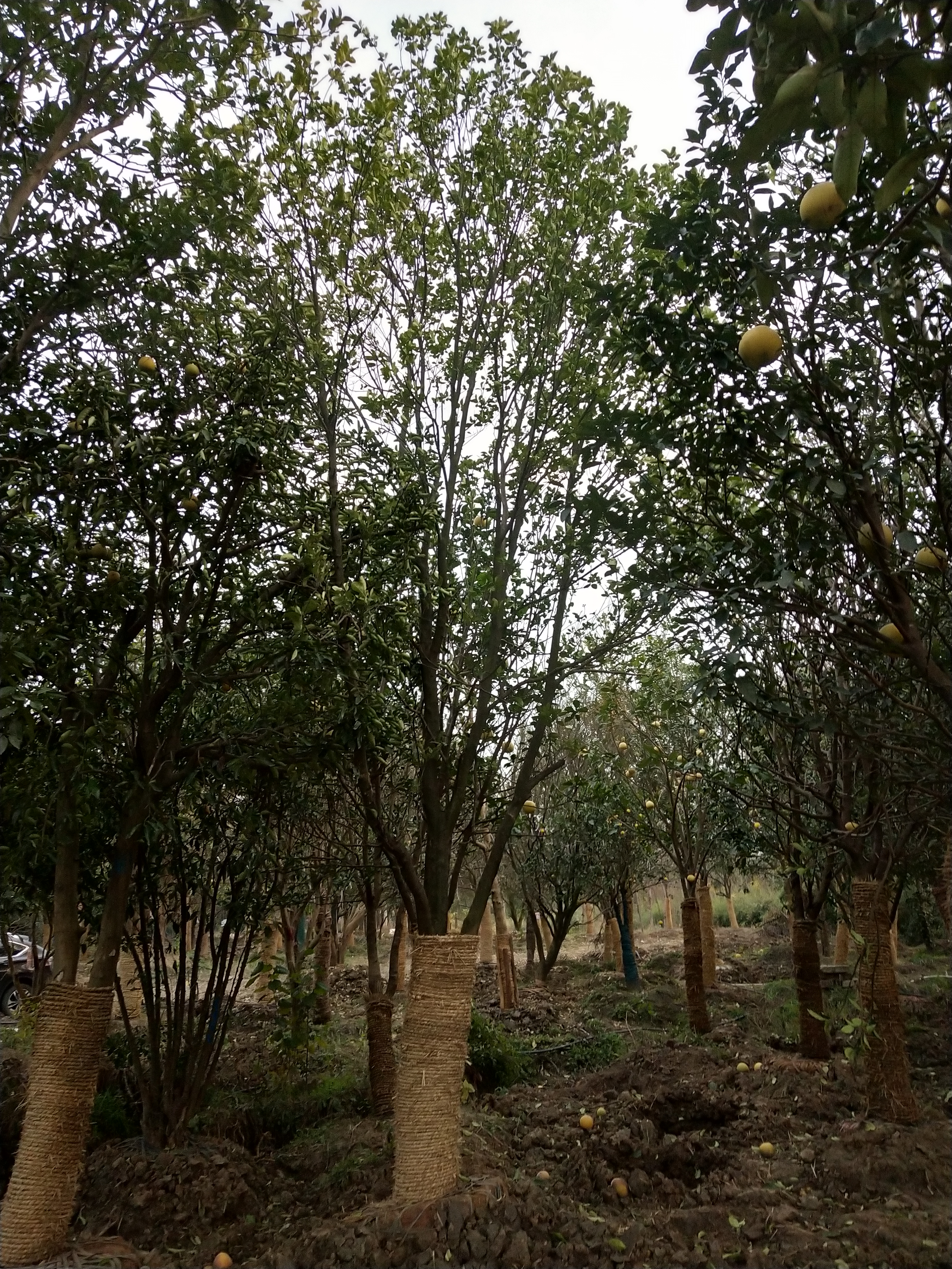 移植香泡图片