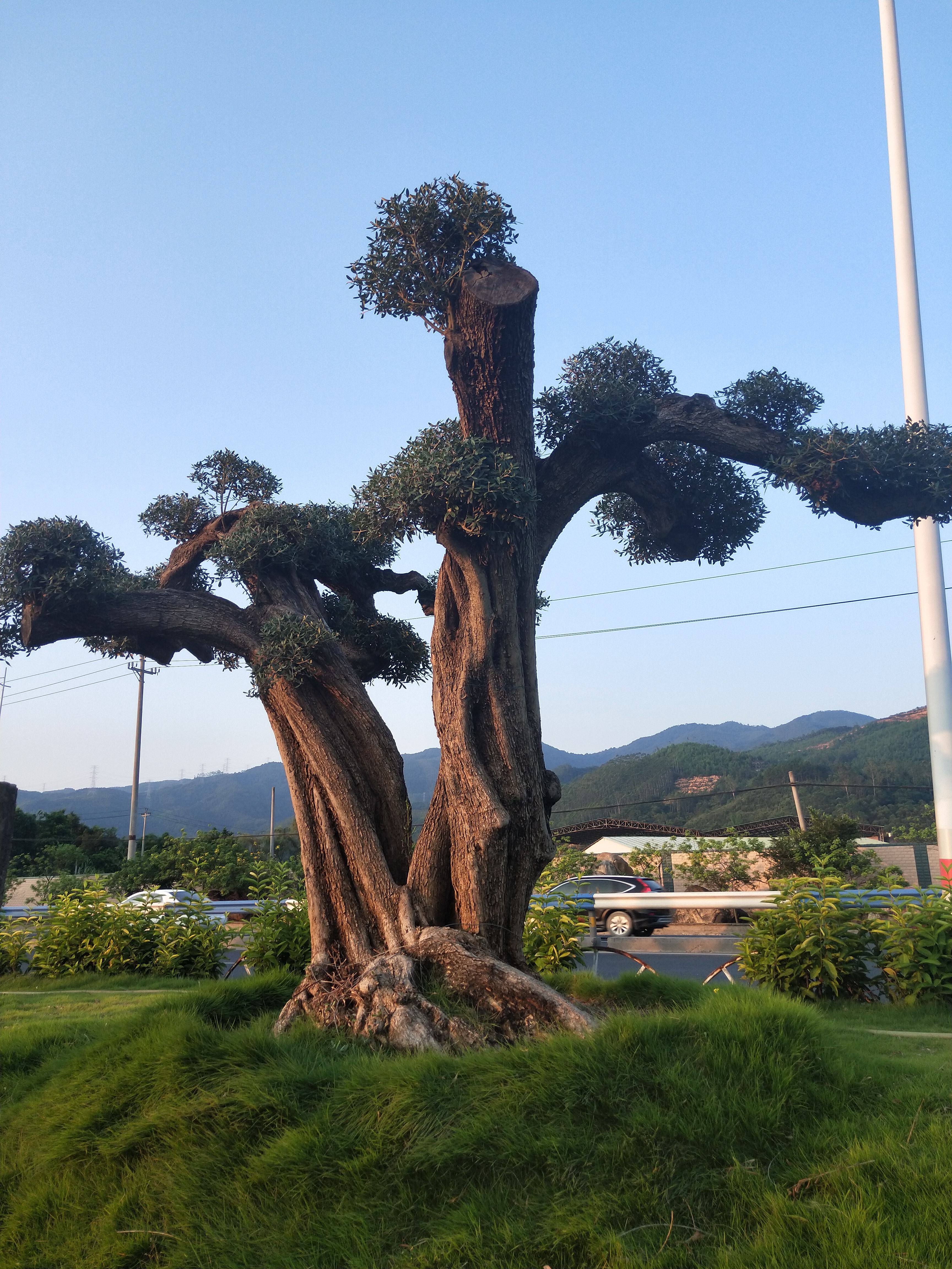 漳州漳浦县森泽园艺场图片