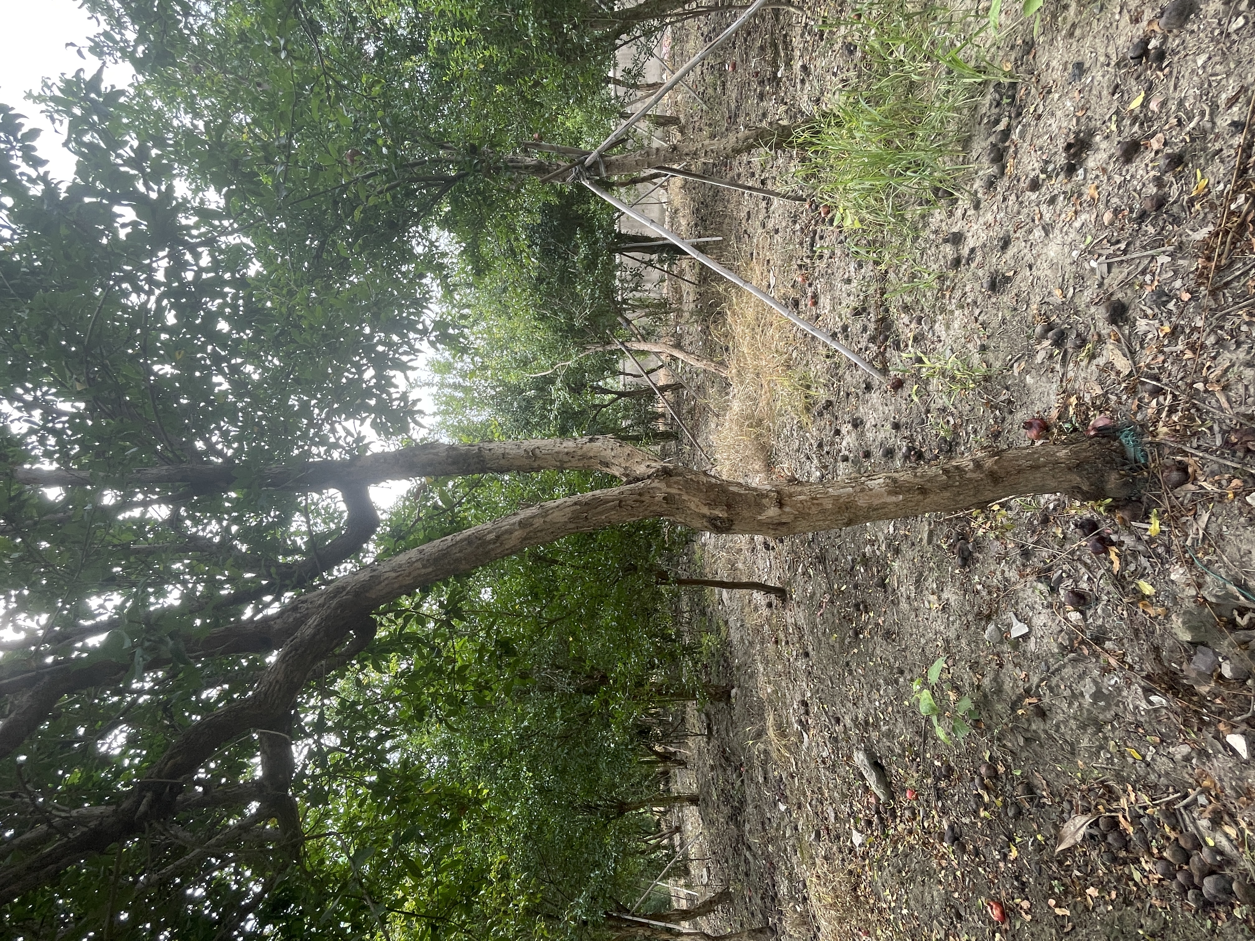 惠山区前洲镇邓巷家裕花圃图片