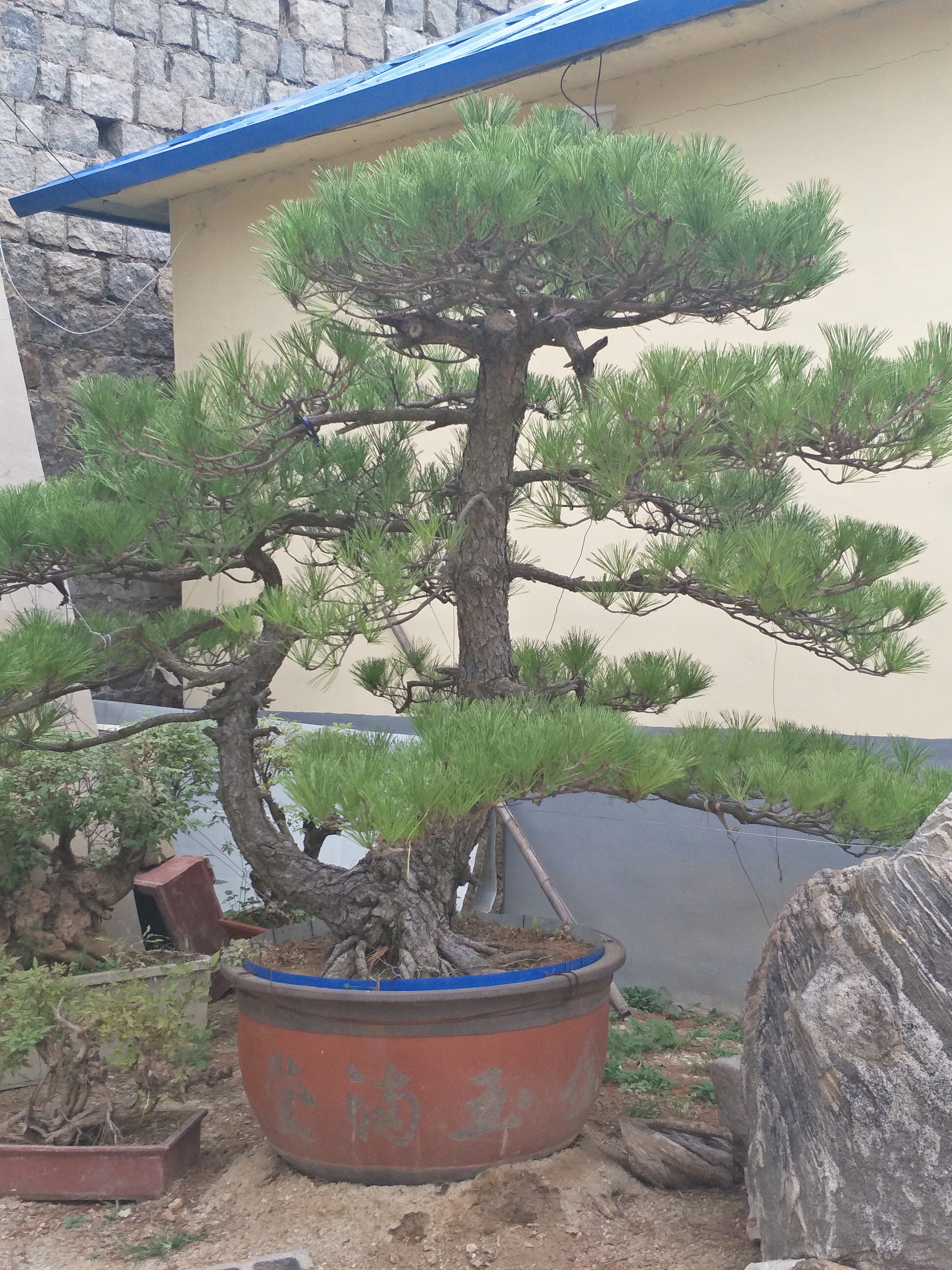 黑松图片