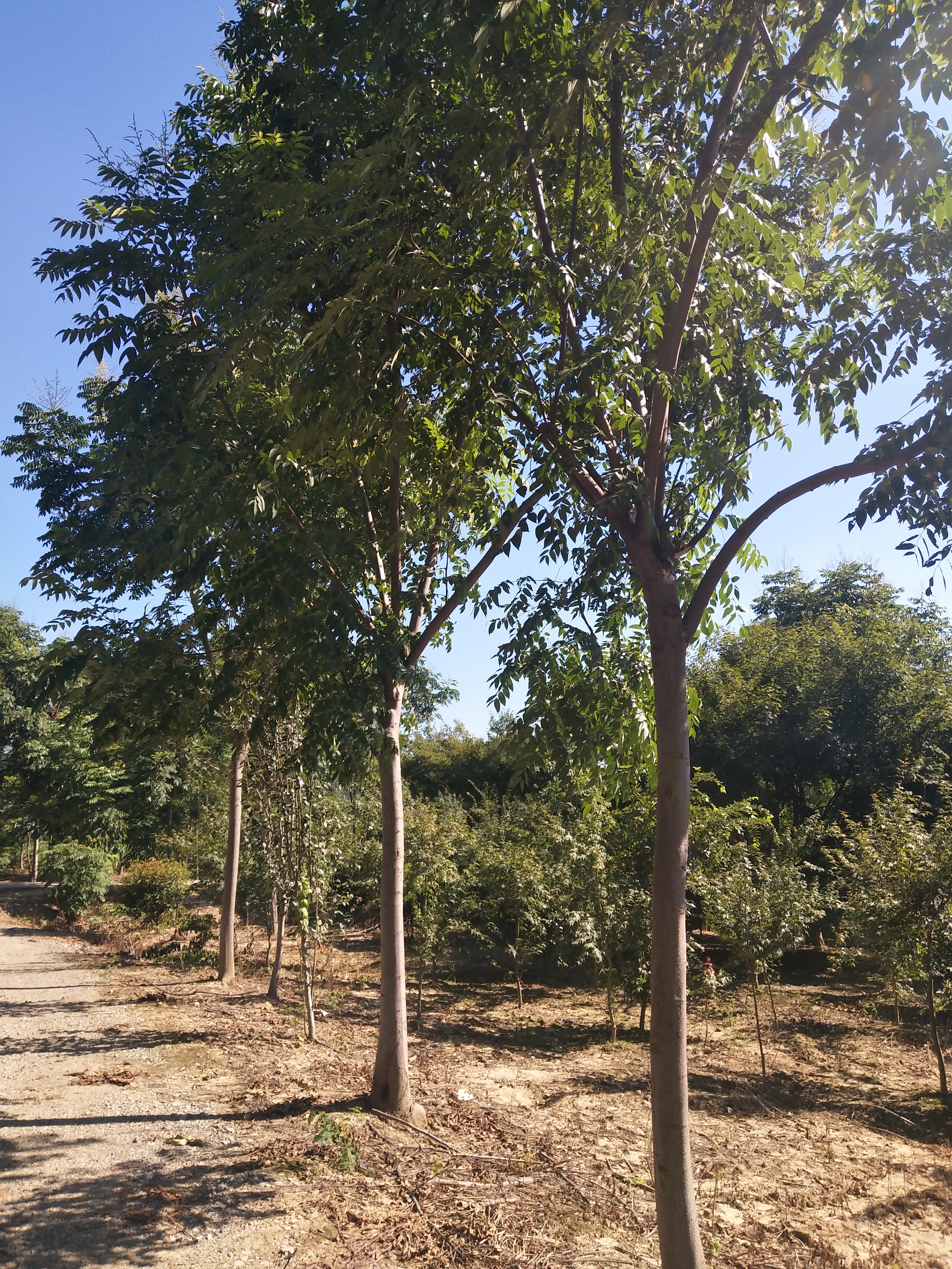 黄山栾树图片