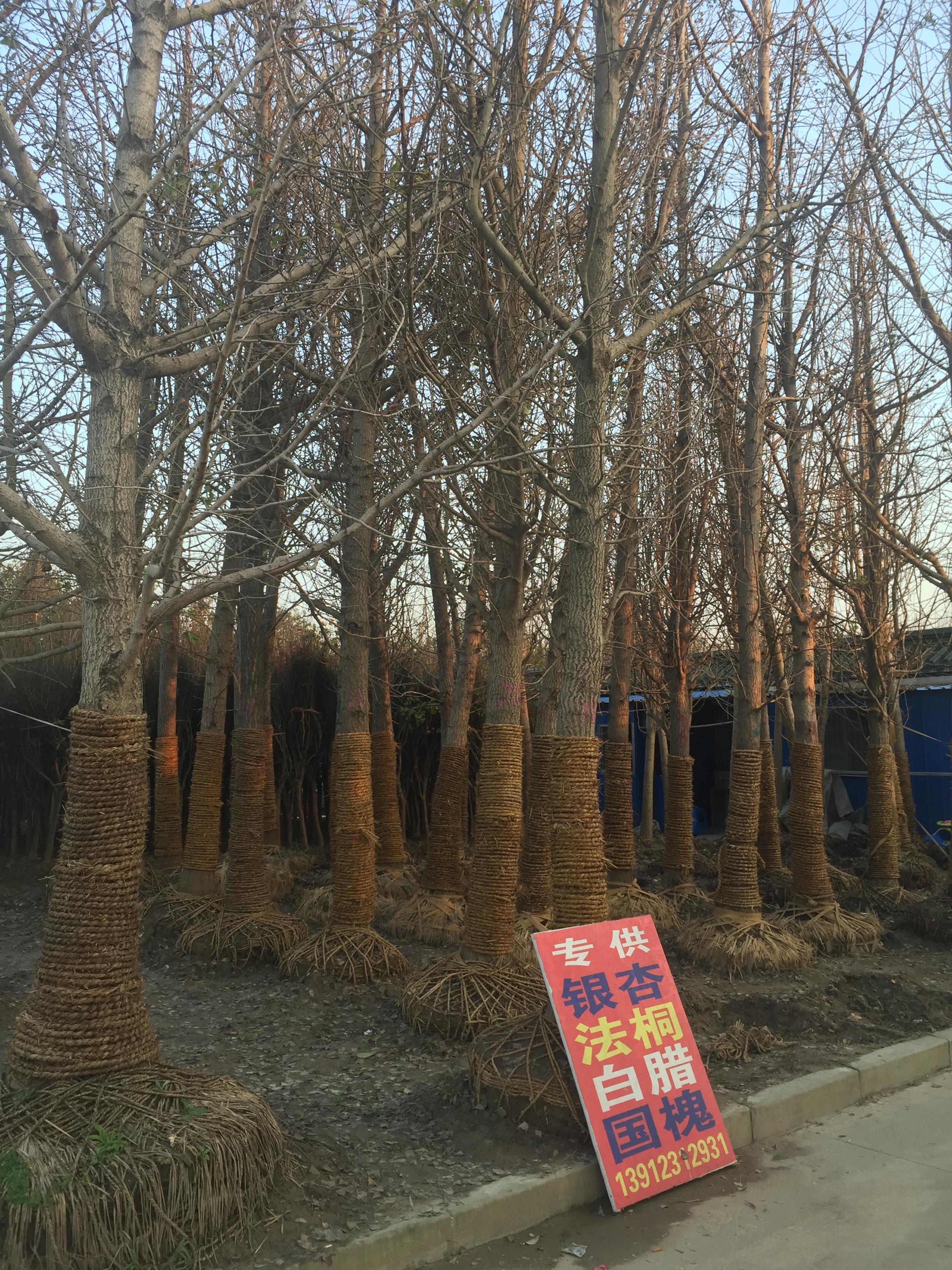 郯城森洋苗木图片