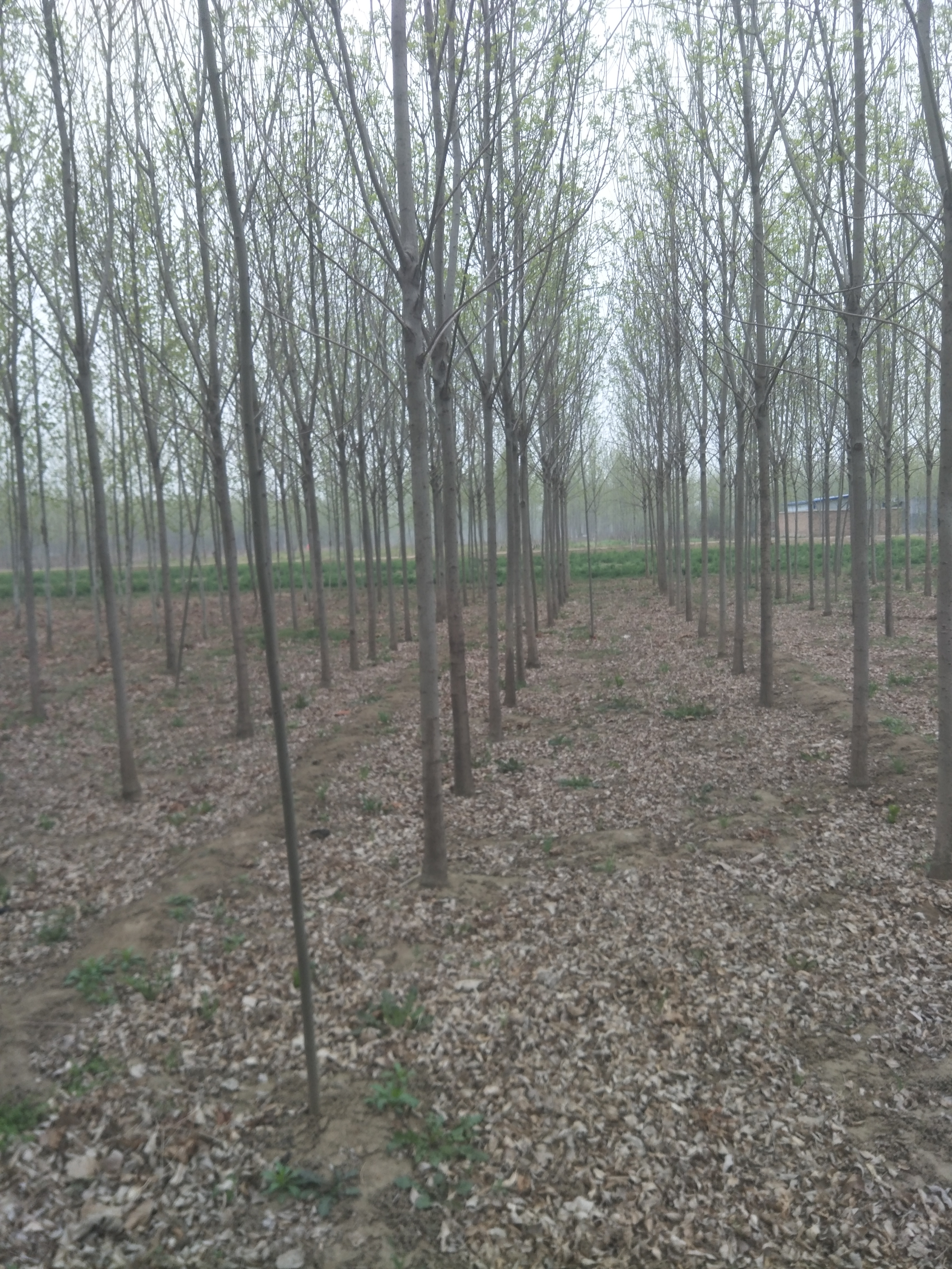 白蜡图片