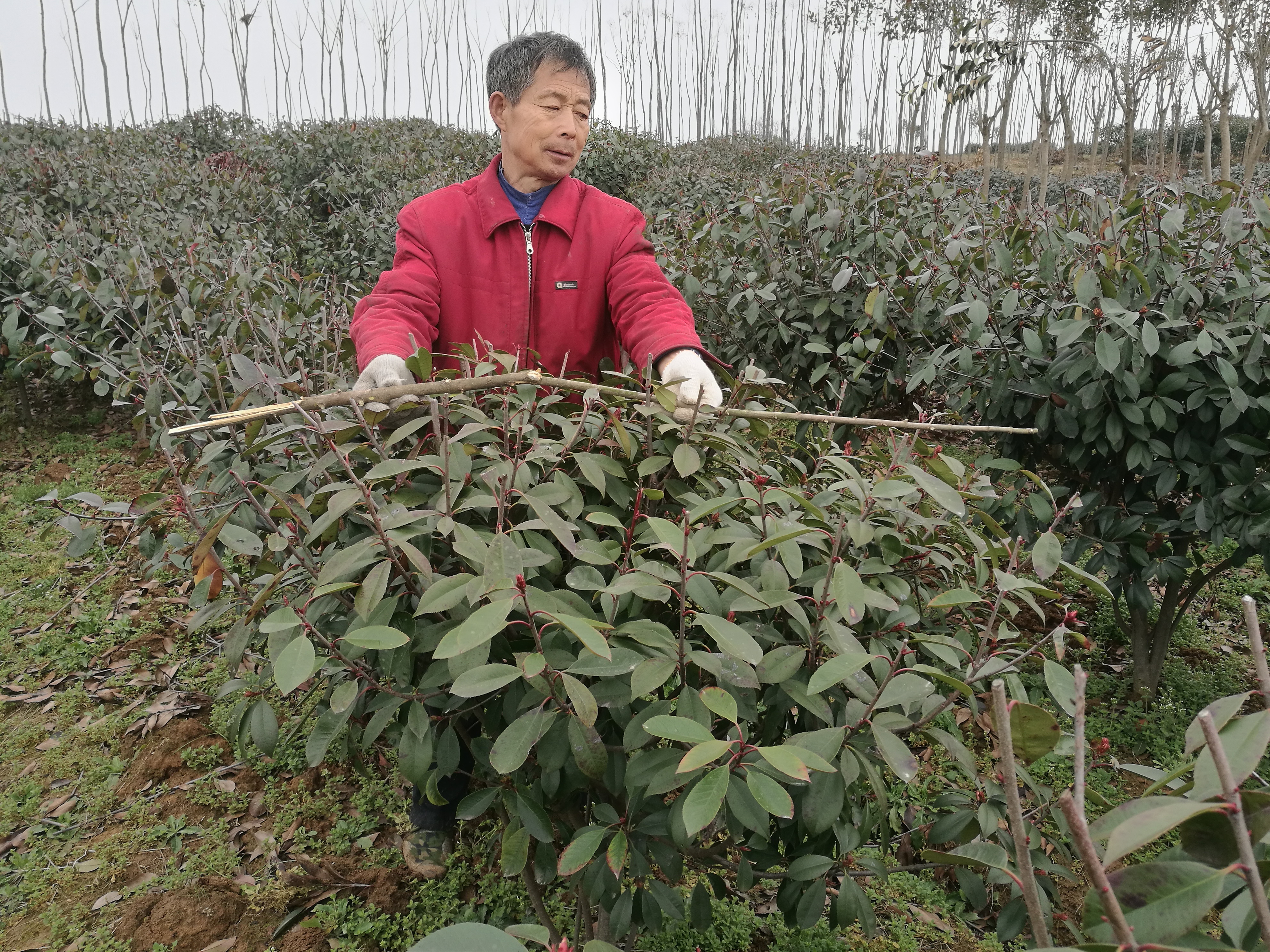 红叶石楠图片