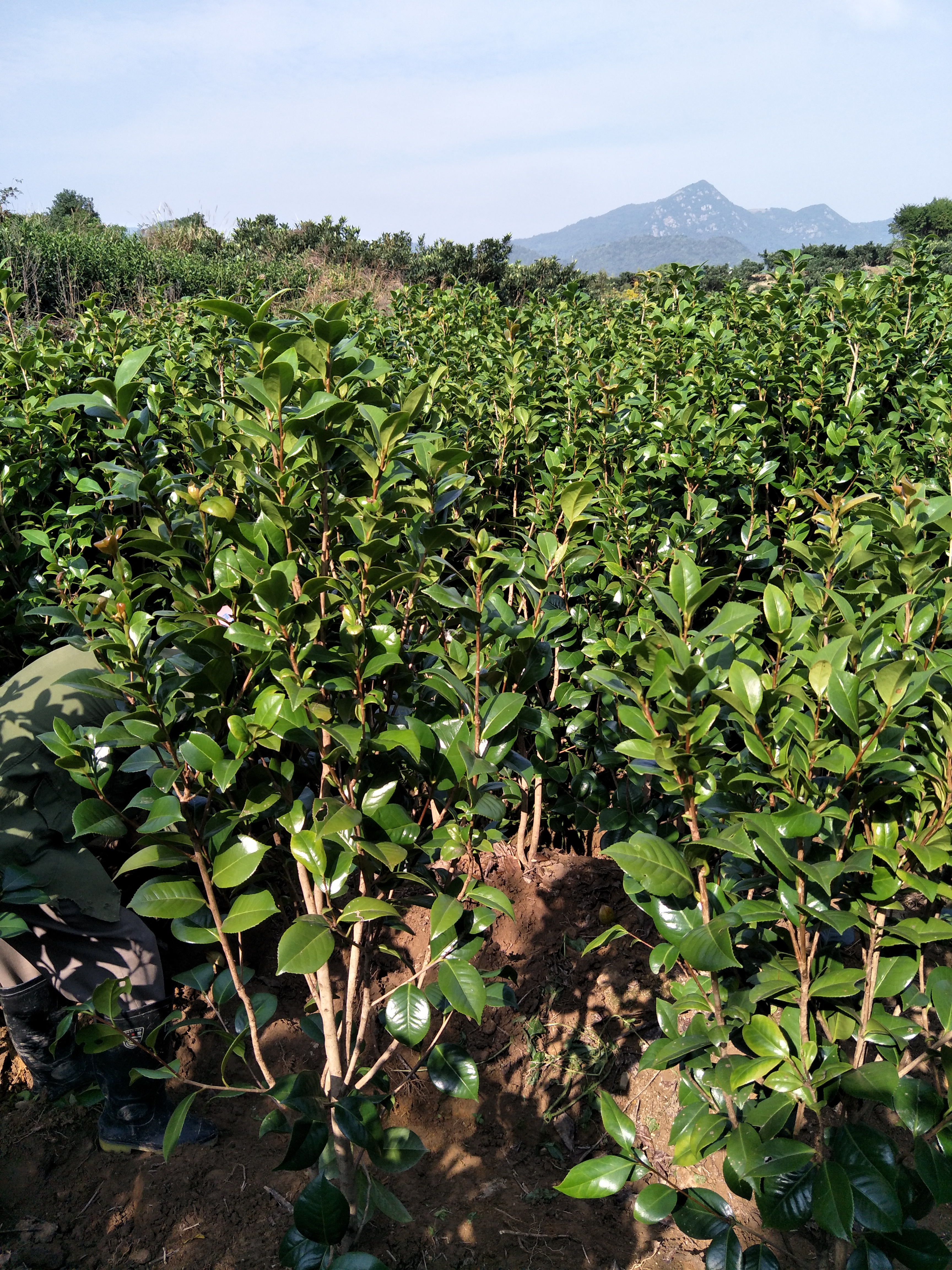 红露珍茶花图片