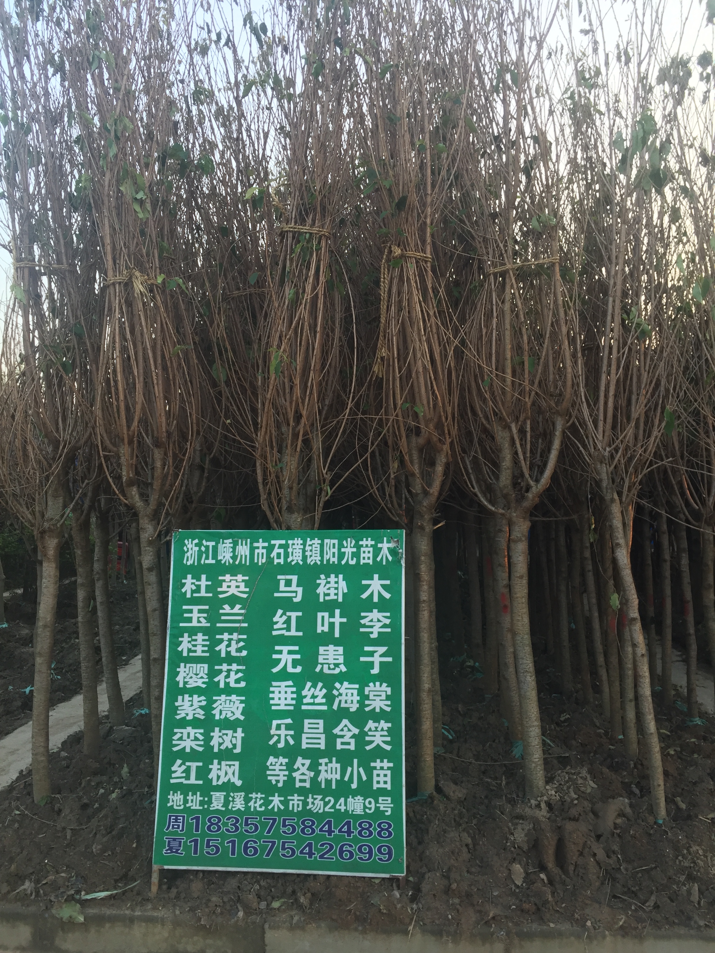 周孟洪苗木图片