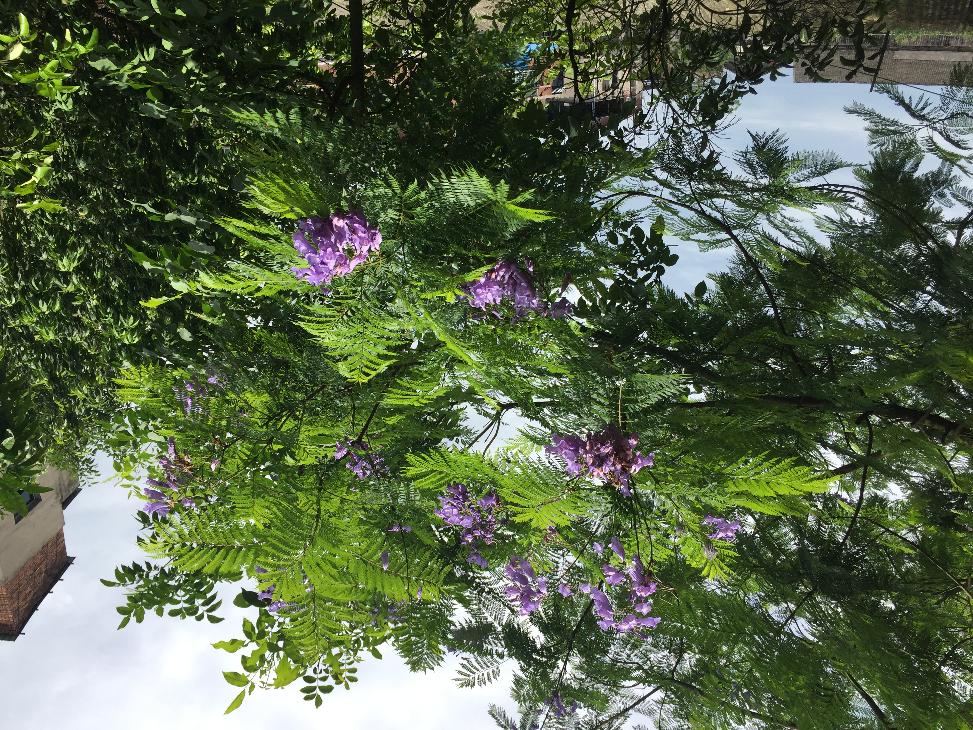蓝花楹图片