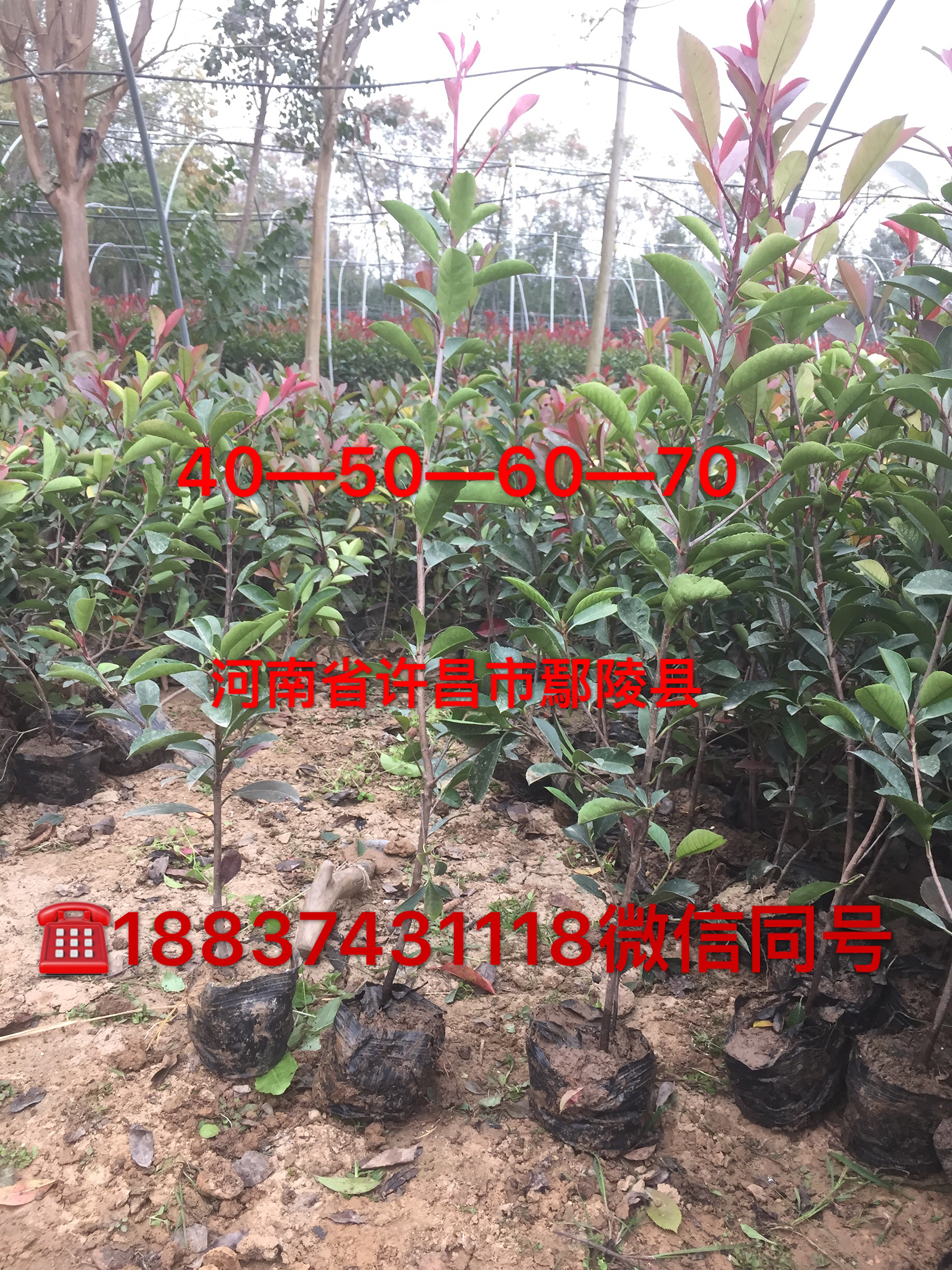 红叶石楠图片