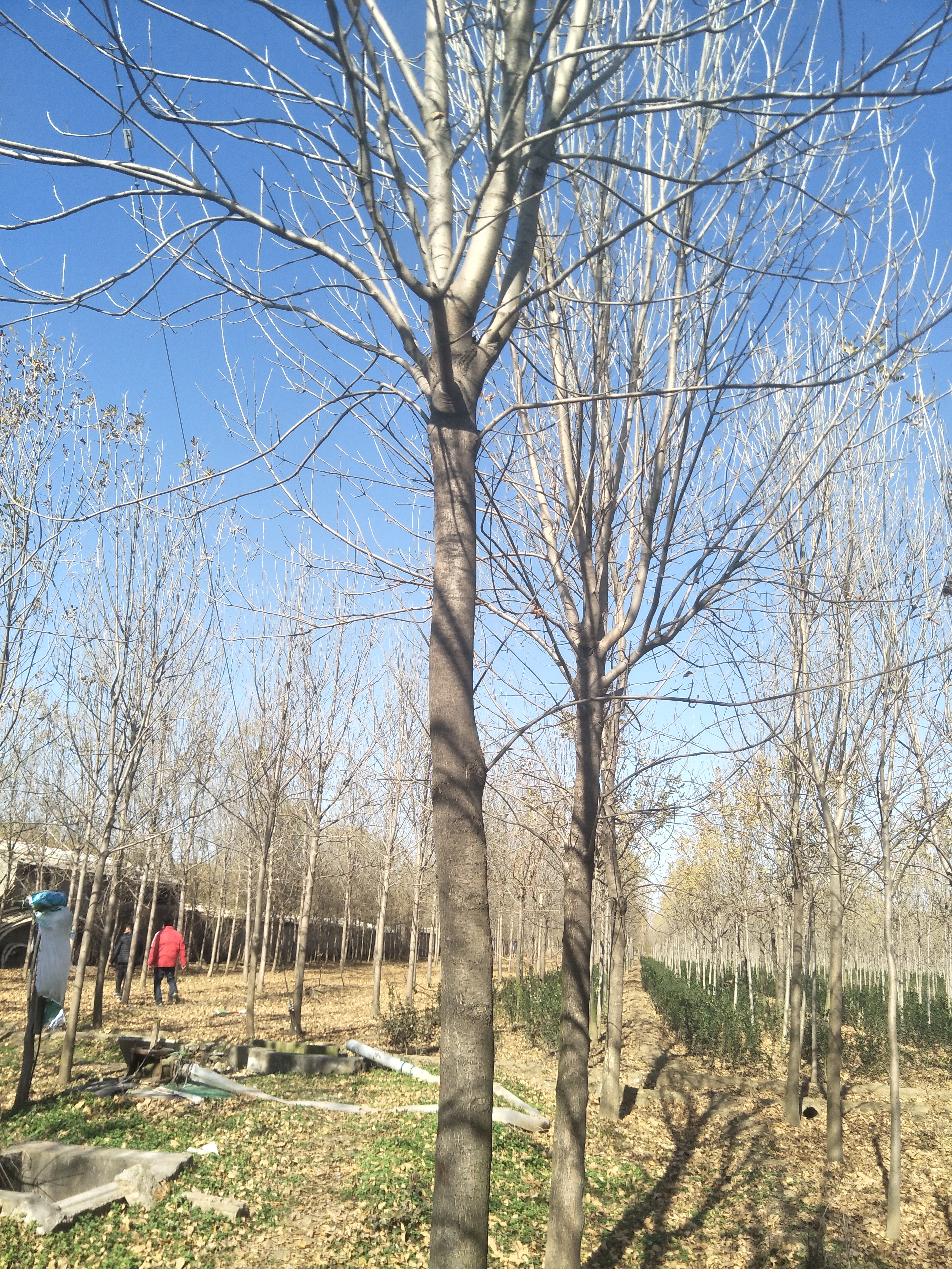 白蜡图片
