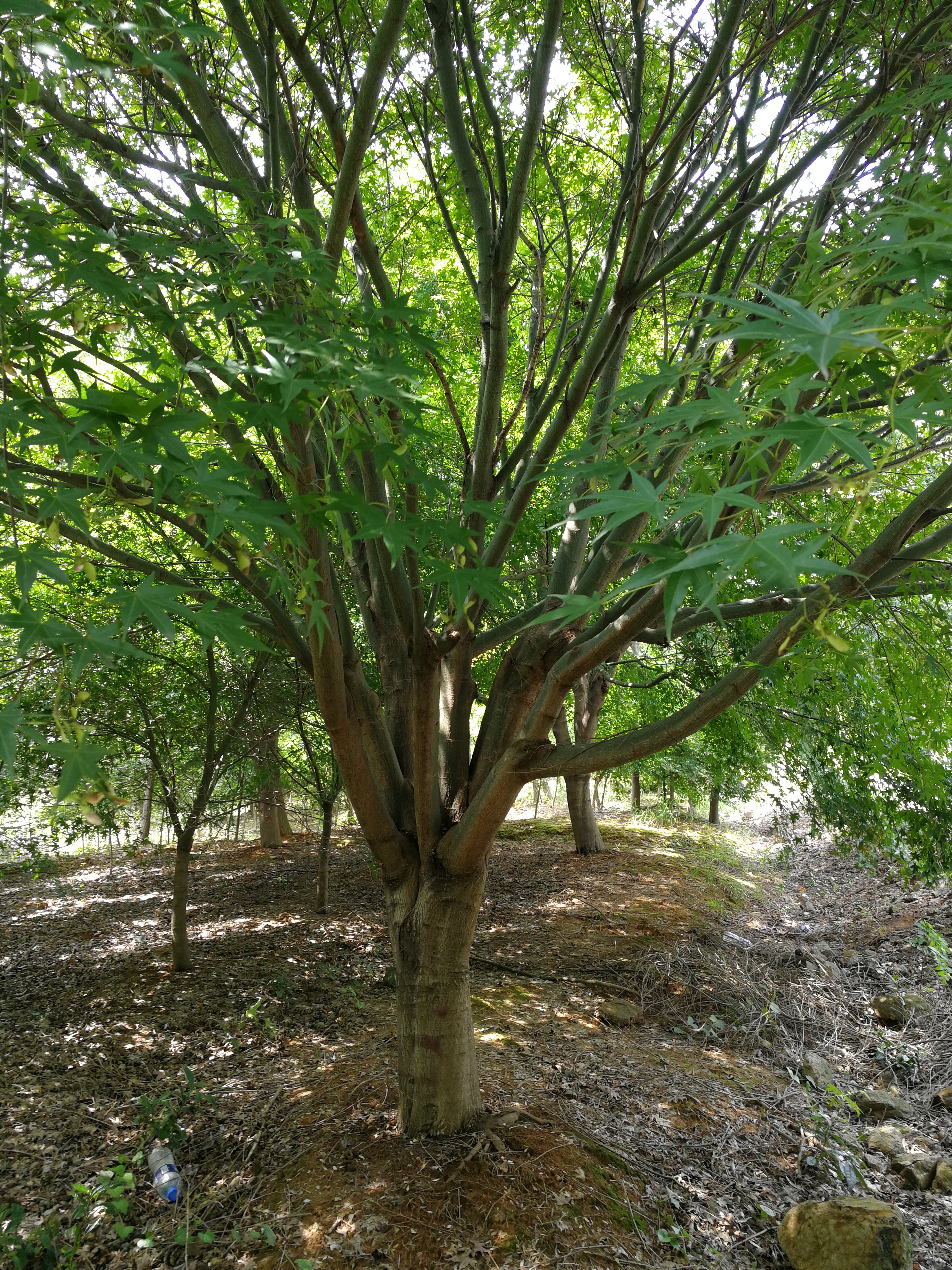 鸡爪槭图片