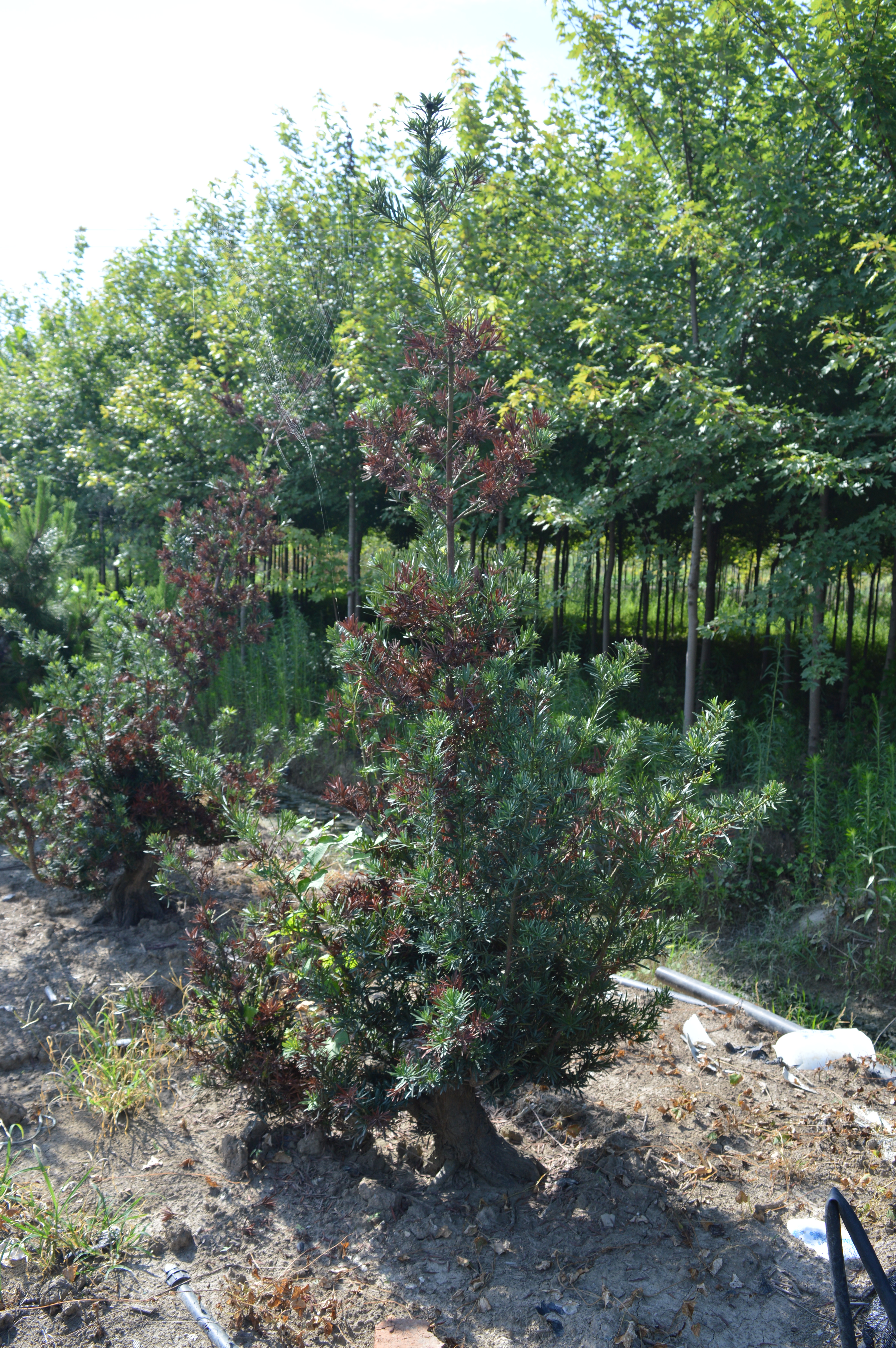 黑松盆景图片