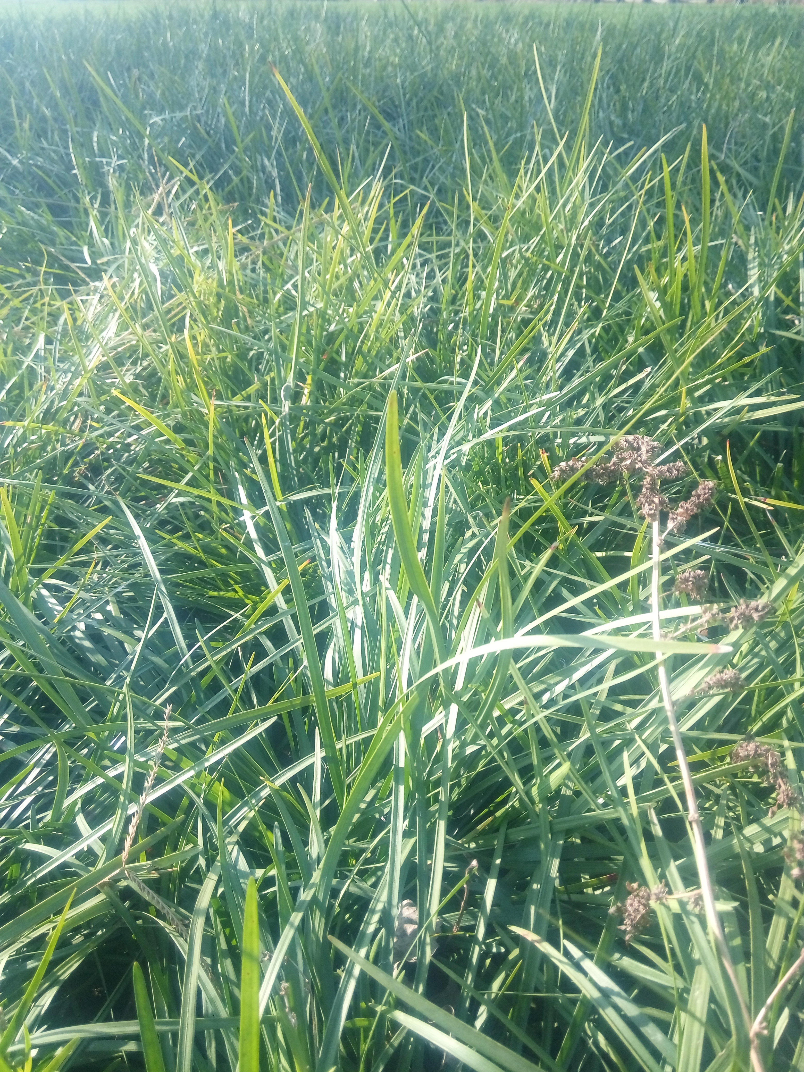 小叶麦冬草图片