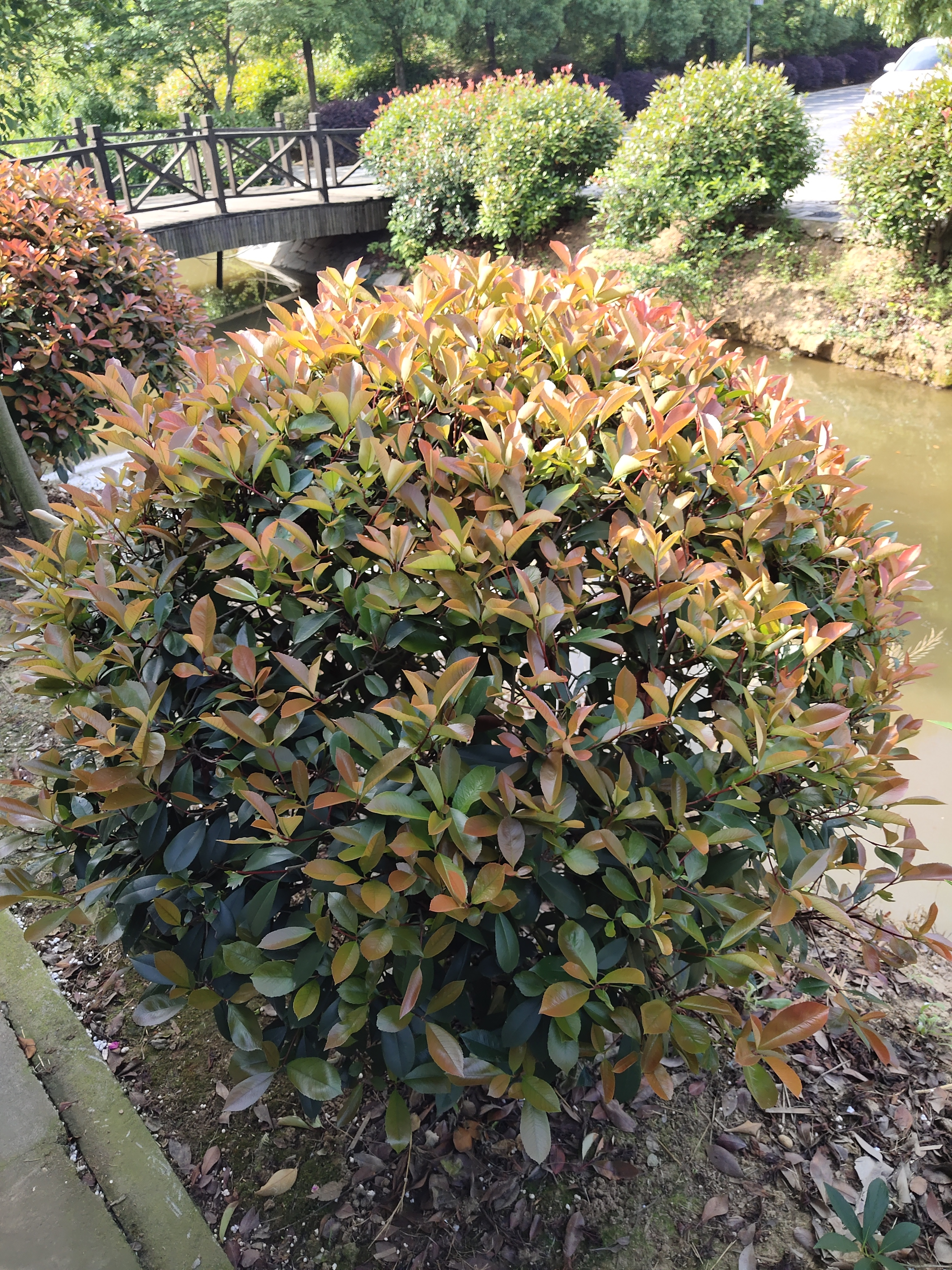 红叶石楠图片