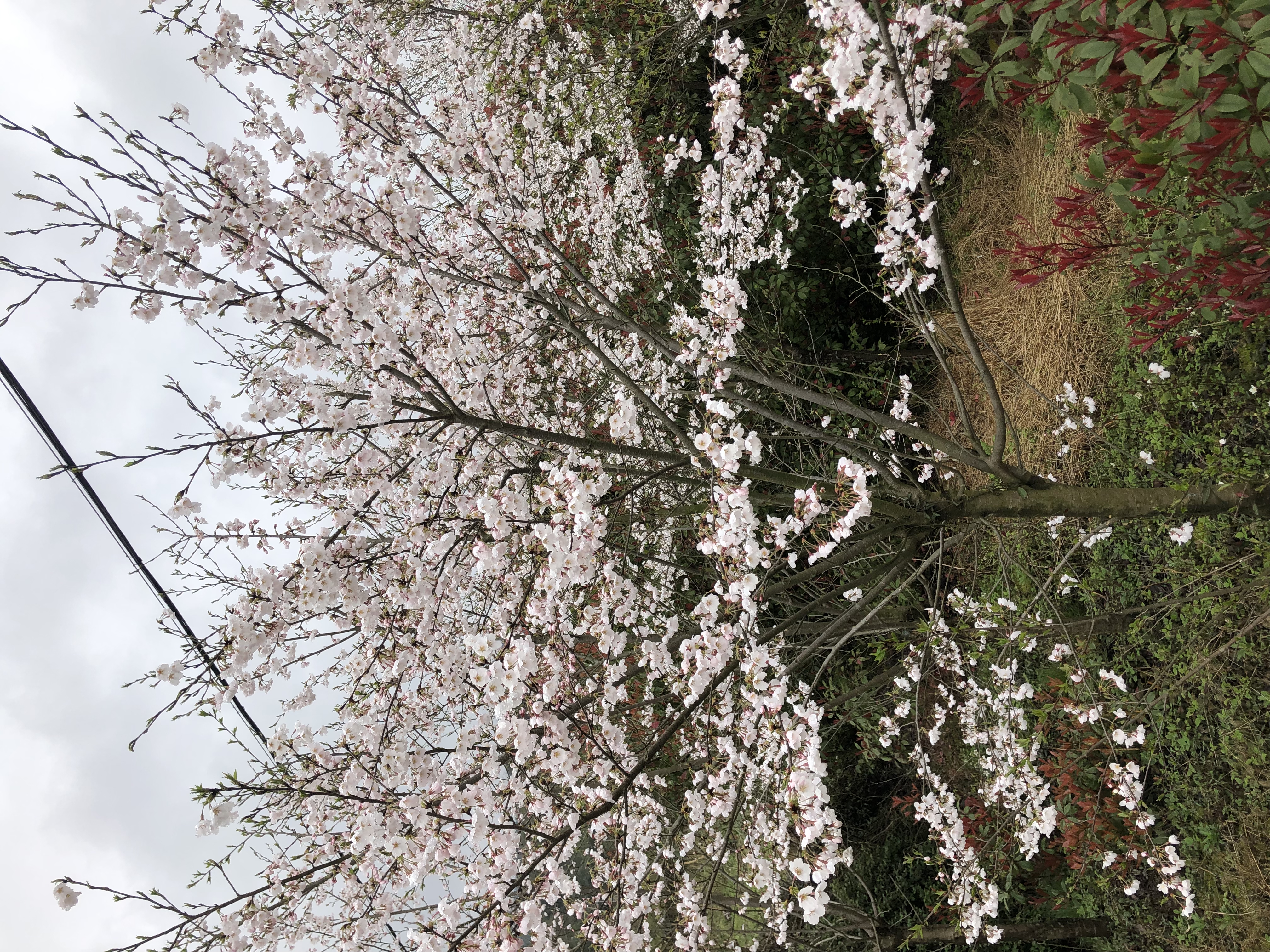 日本早樱图片