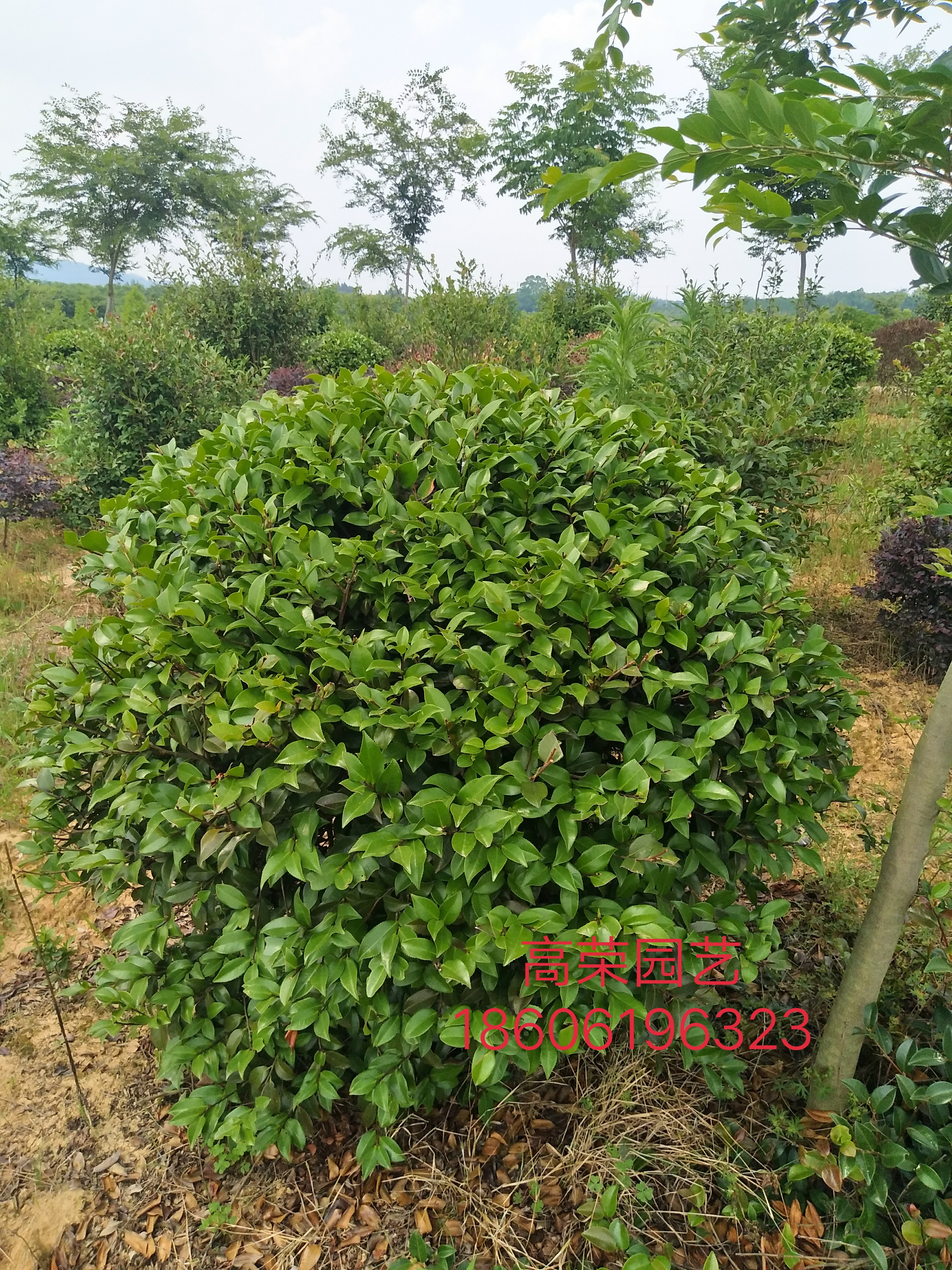 茶梅图片