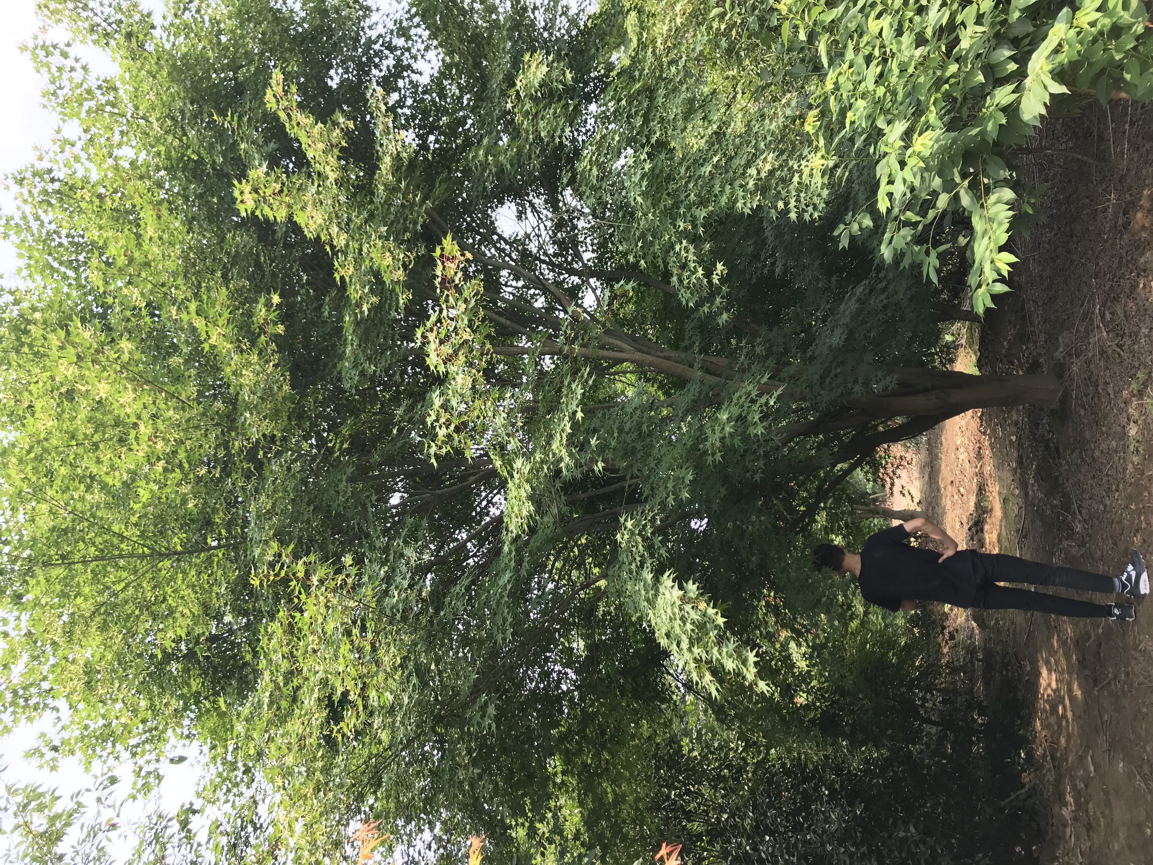 鸡爪槭图片