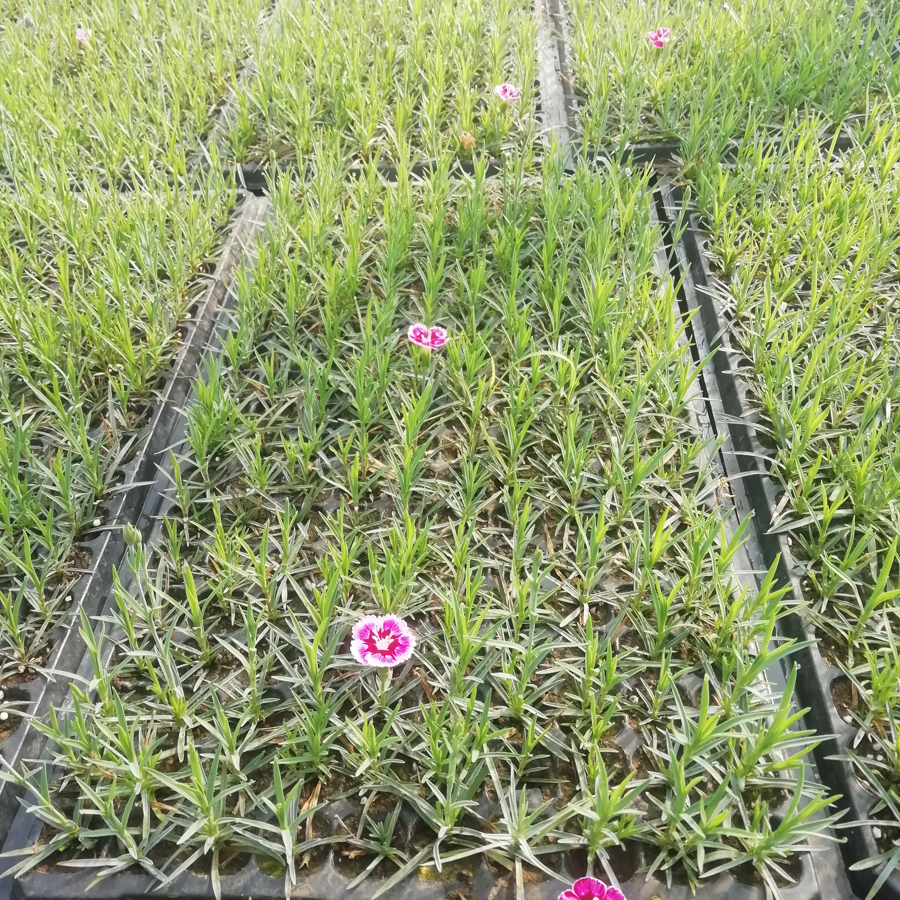 虹美石竹图片