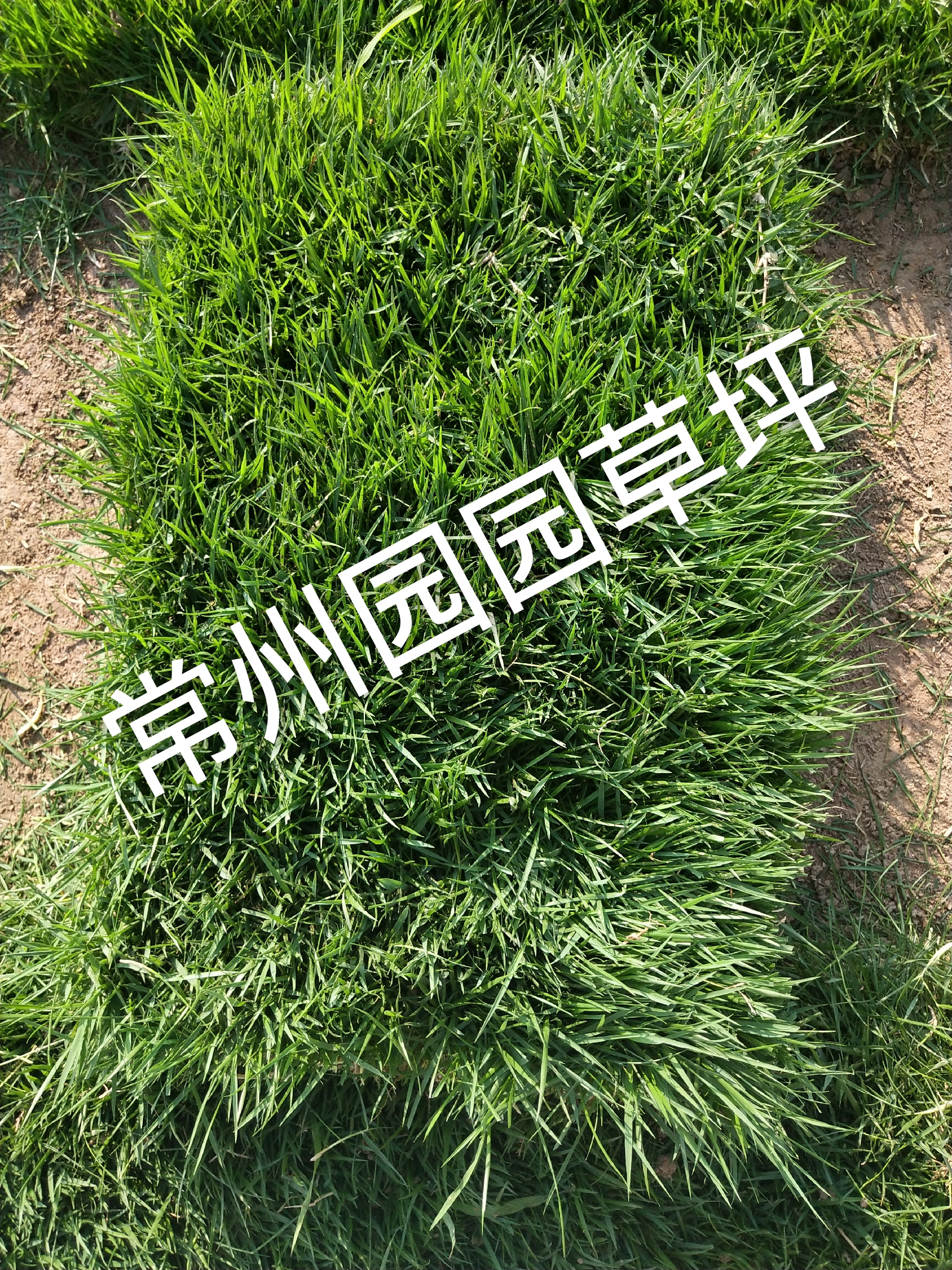 马尼拉草坪图片