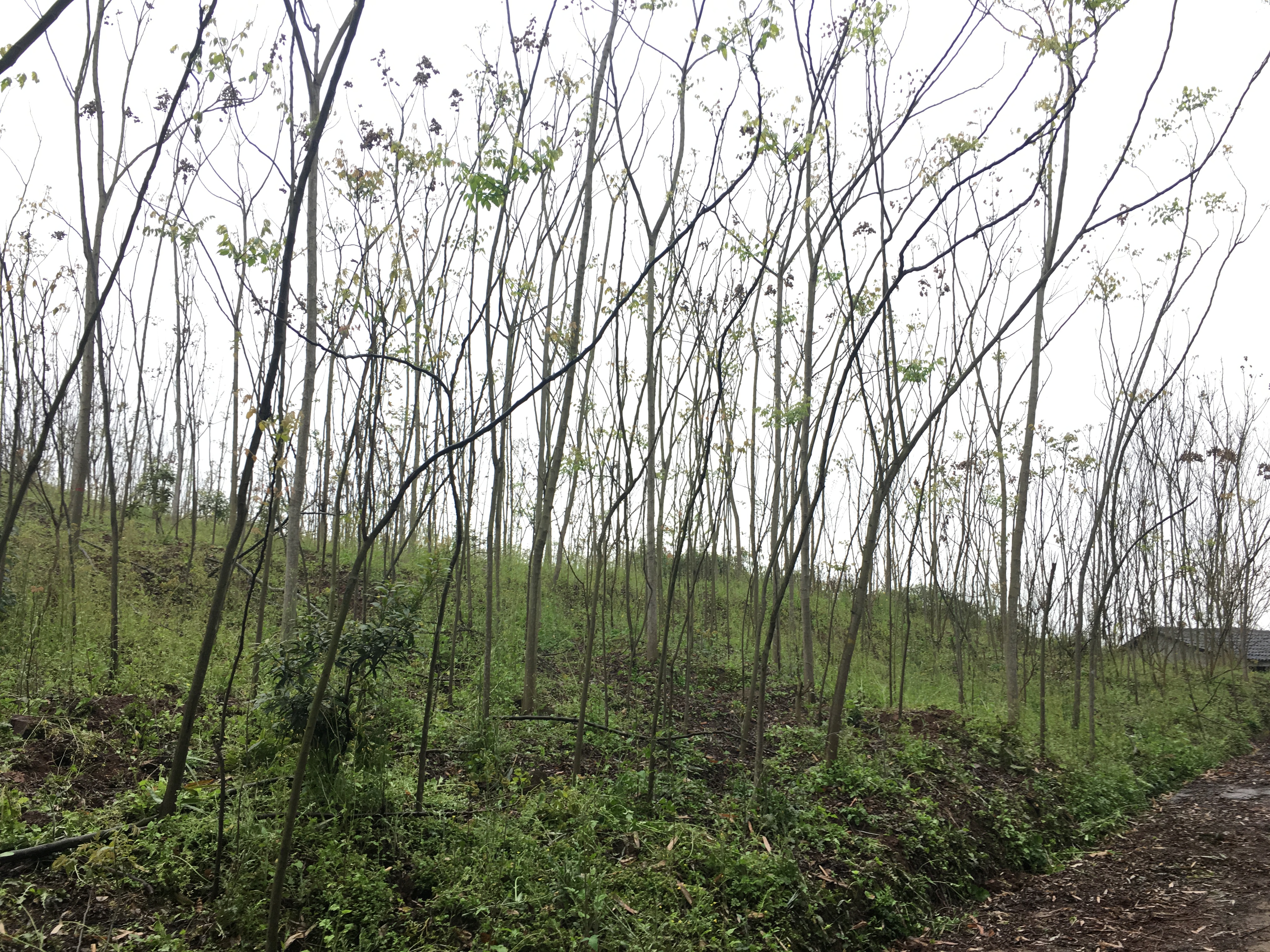 黄山栾树图片