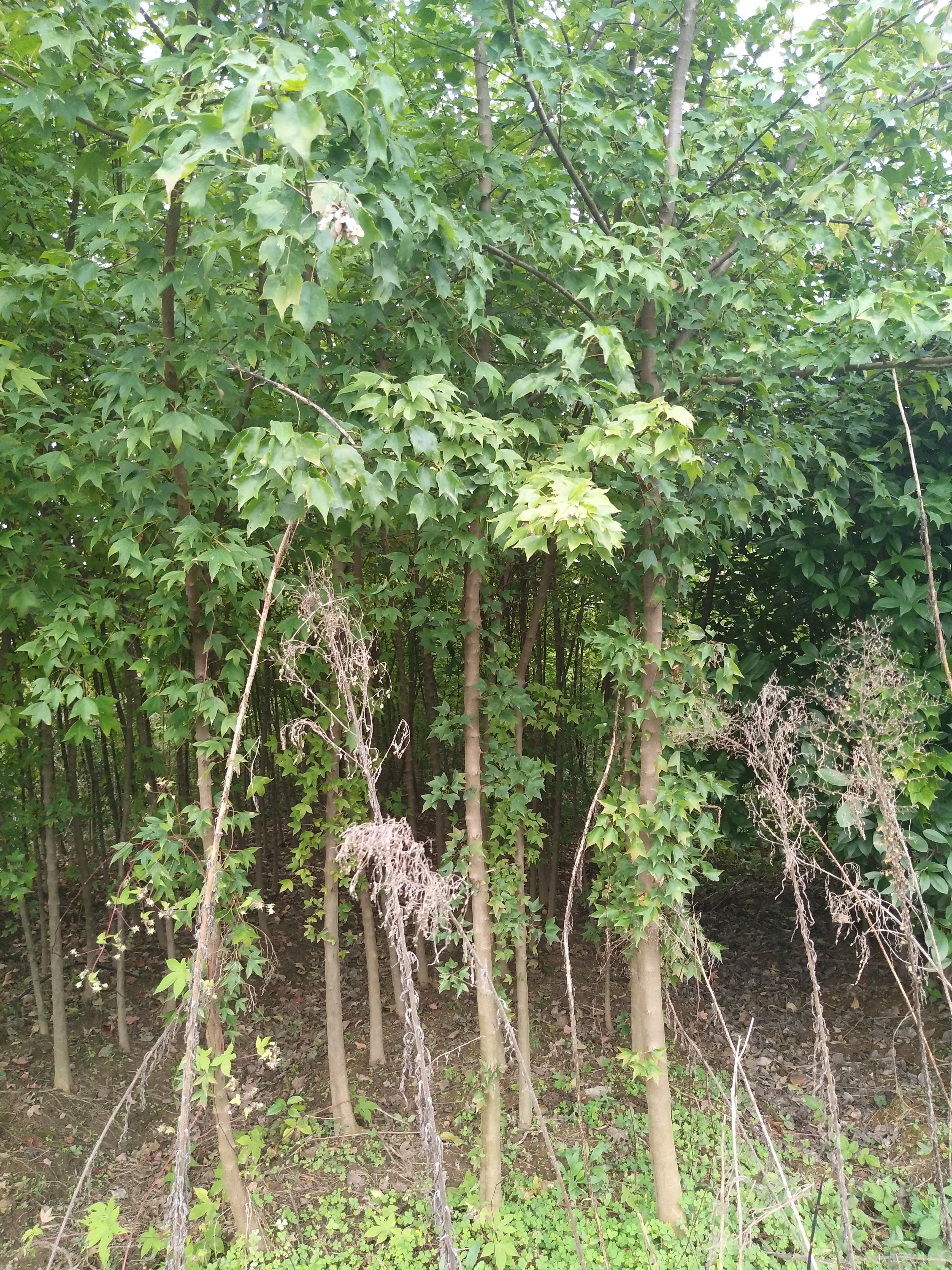 百日红图片