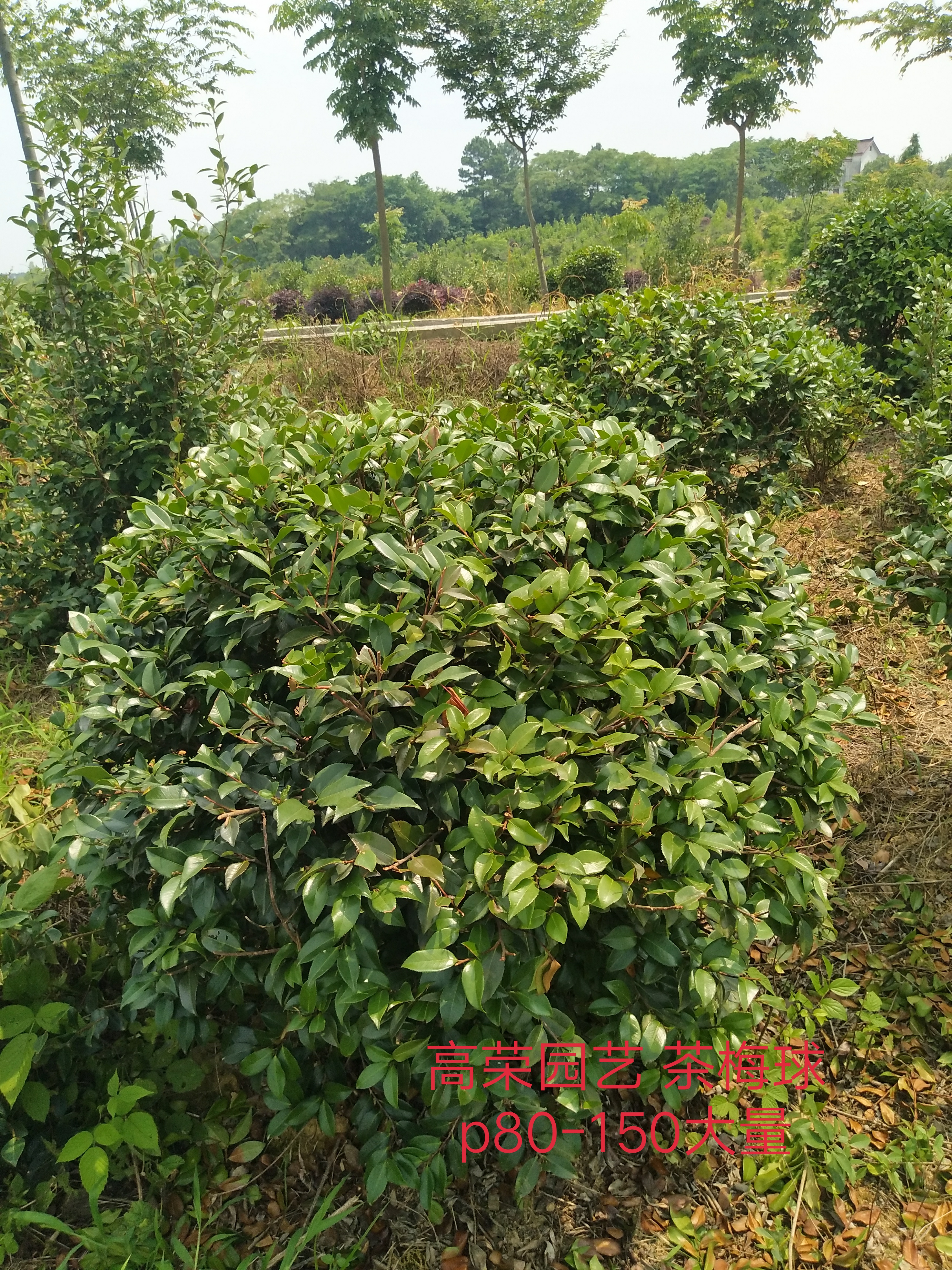 茶梅图片