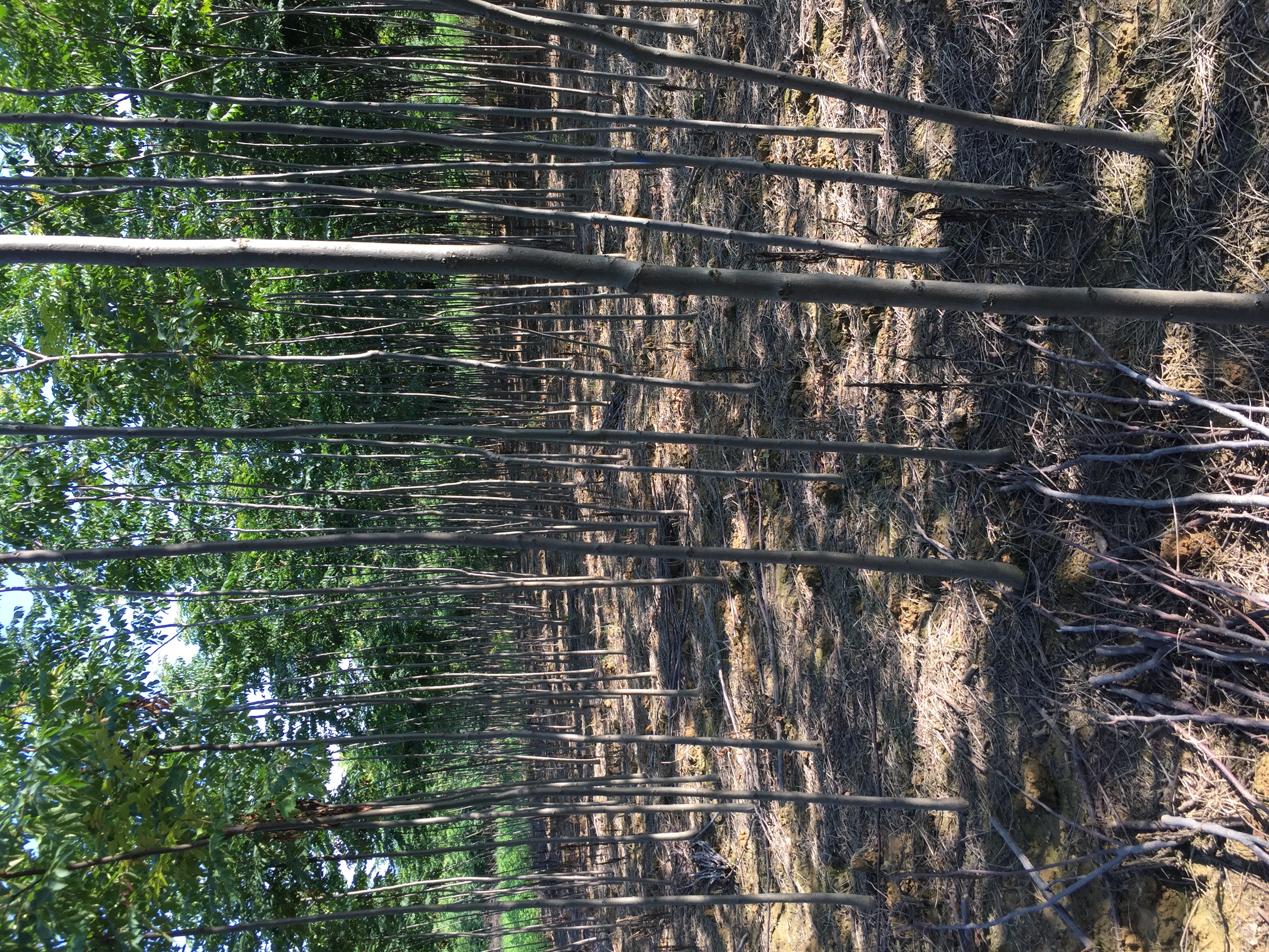 黄山栾树图片