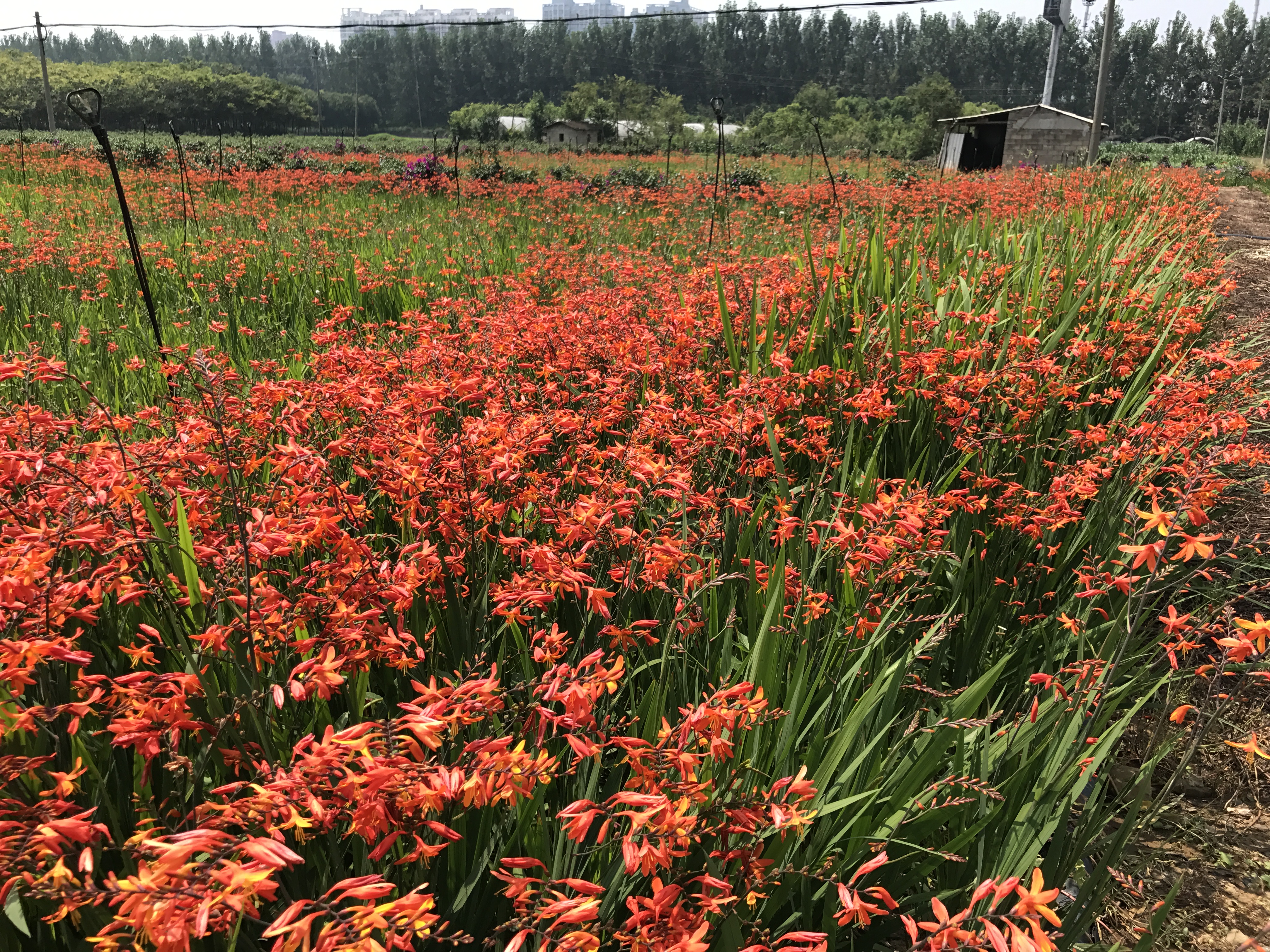 火星花图片