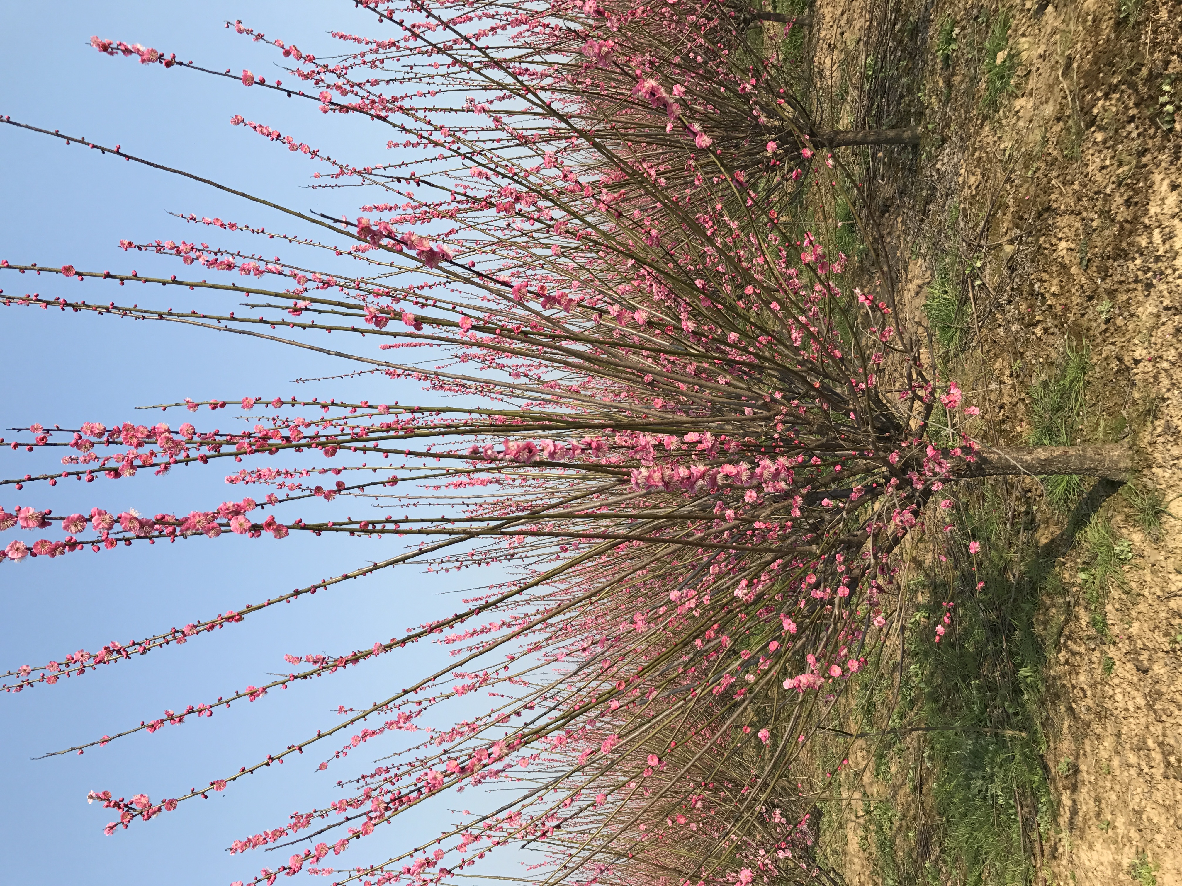 红梅图片