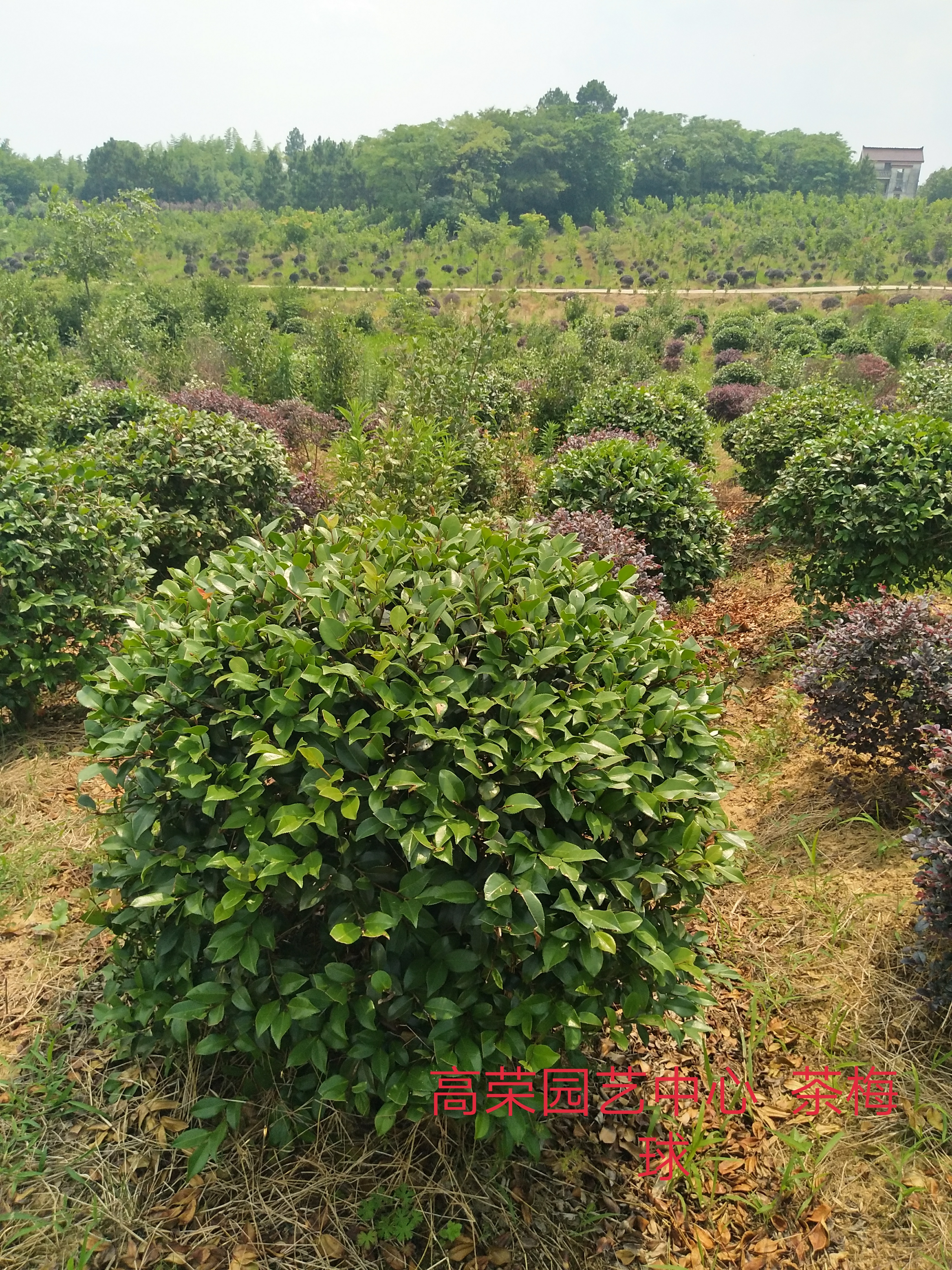 茶梅图片