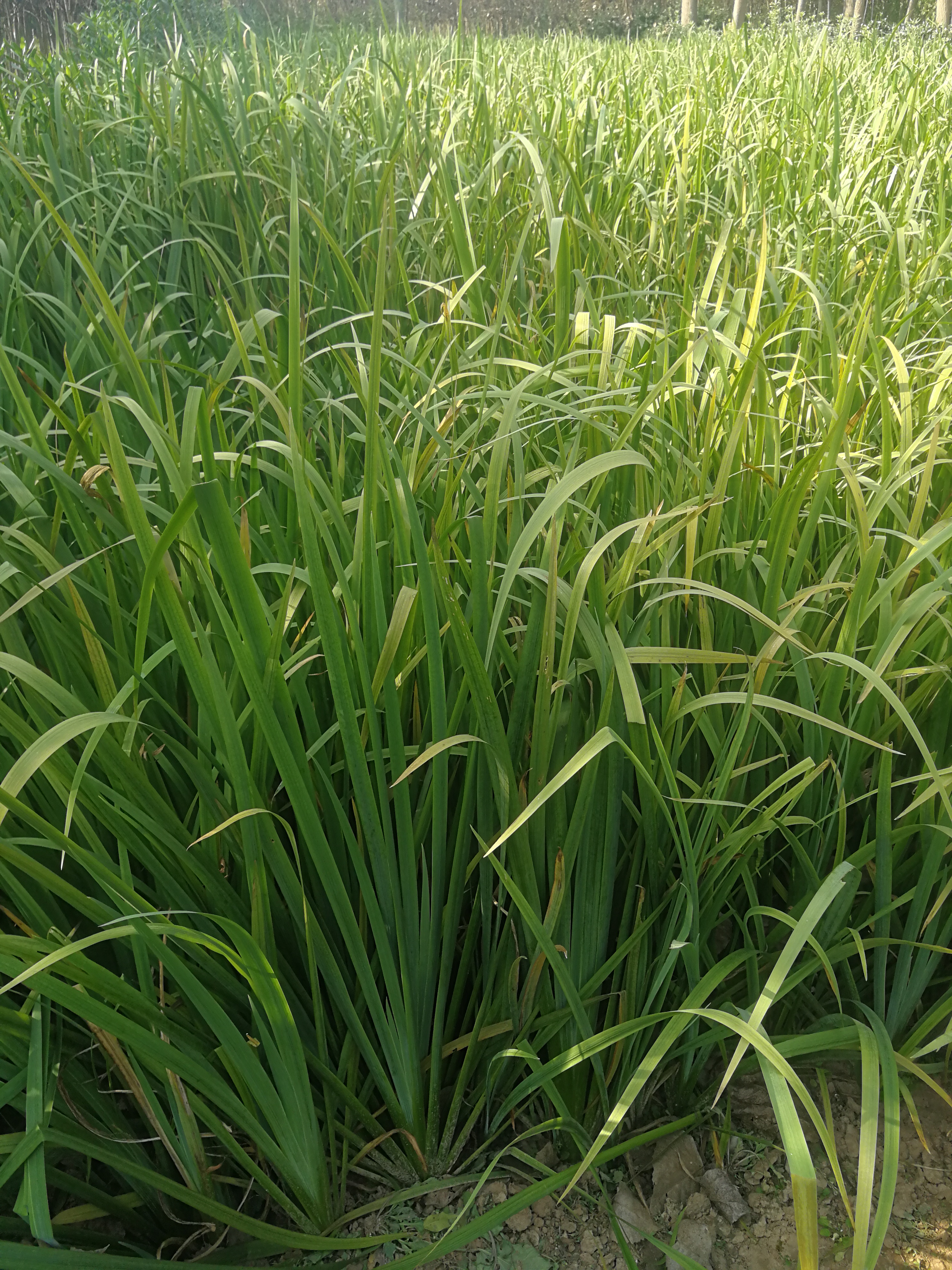 黄菖蒲图片