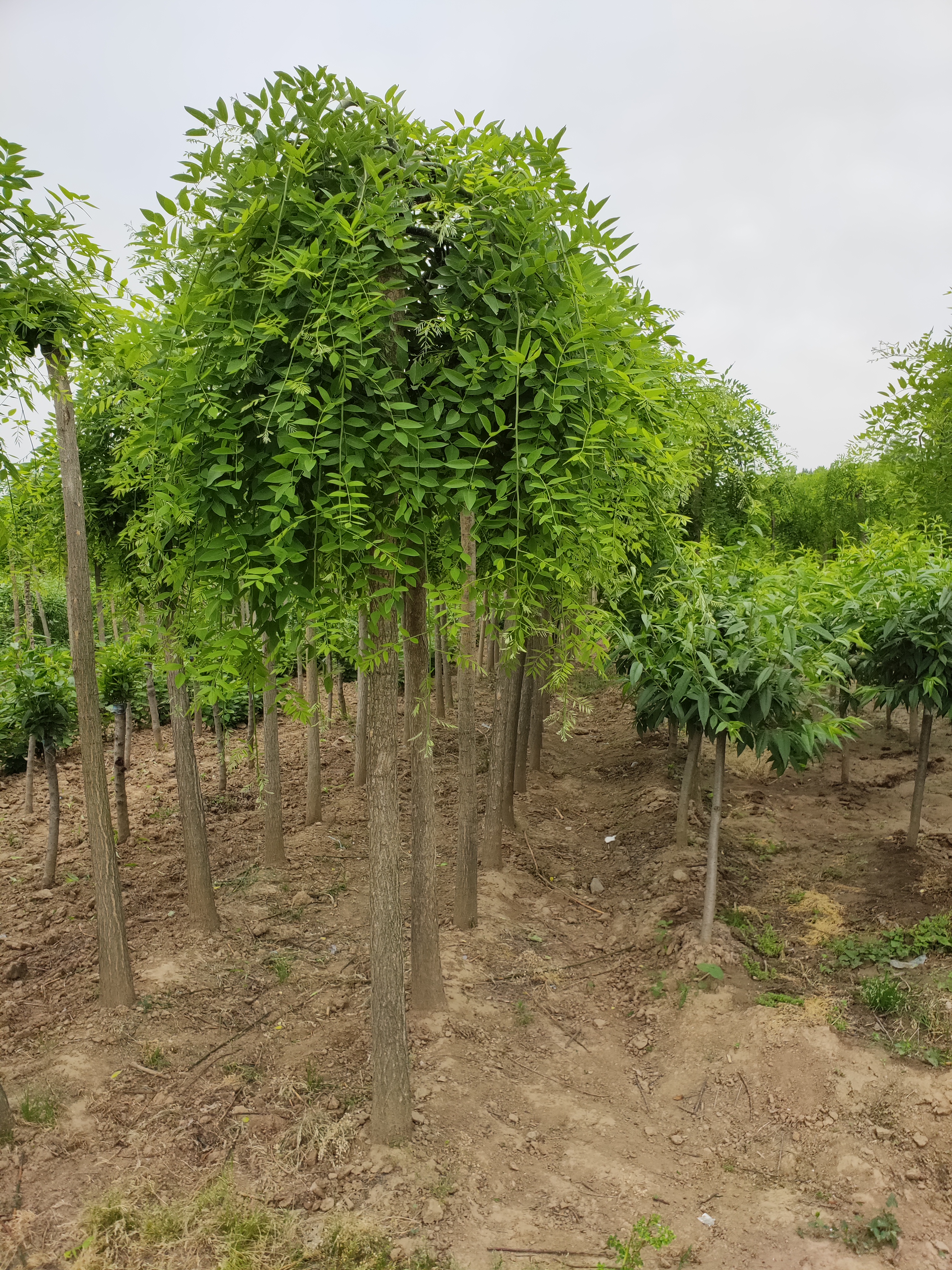 河南鄢陵县春献苗木花卉基地