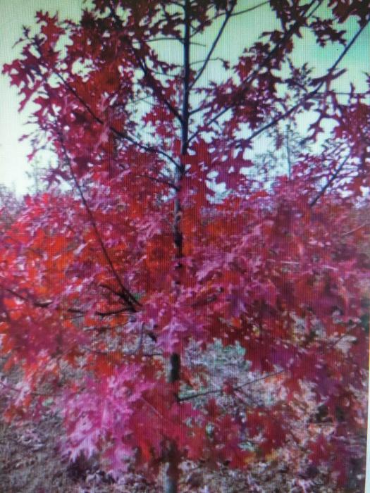 美国红橡树图片