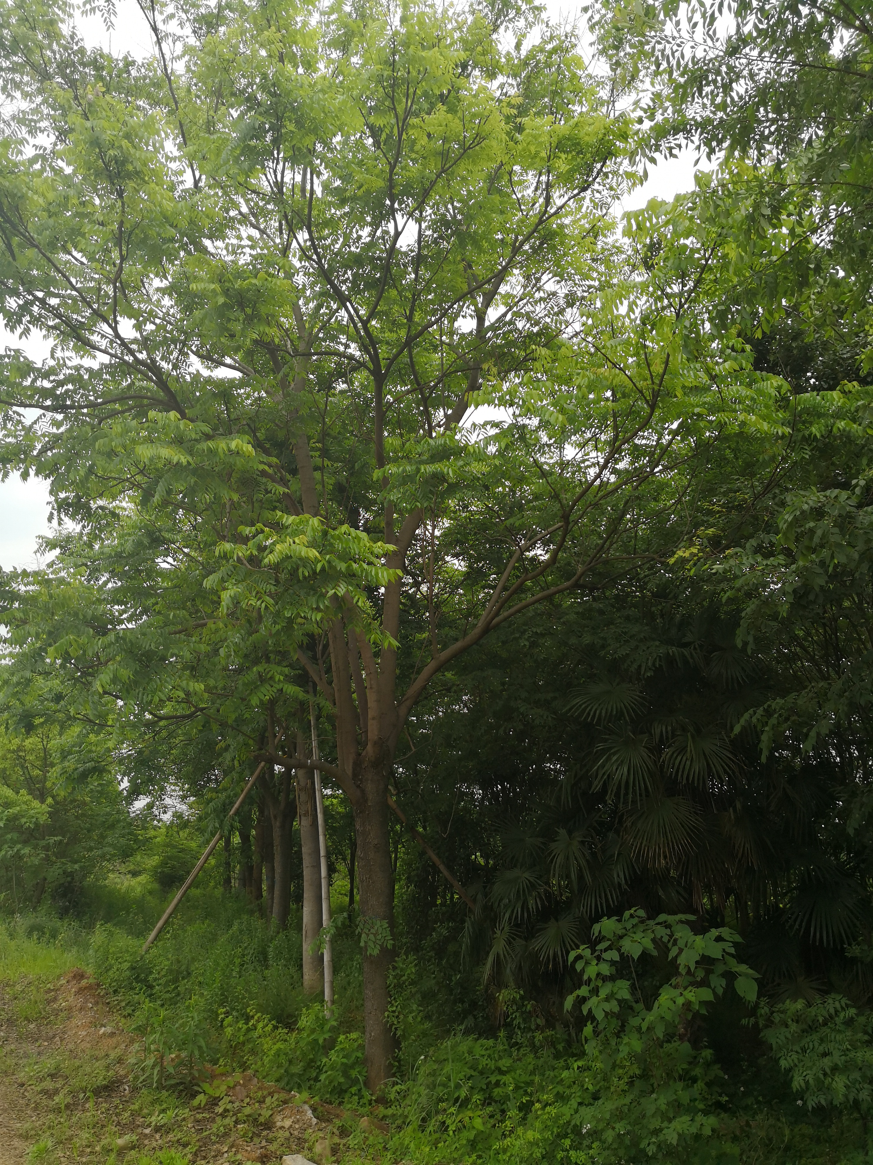 黄山栾树图片