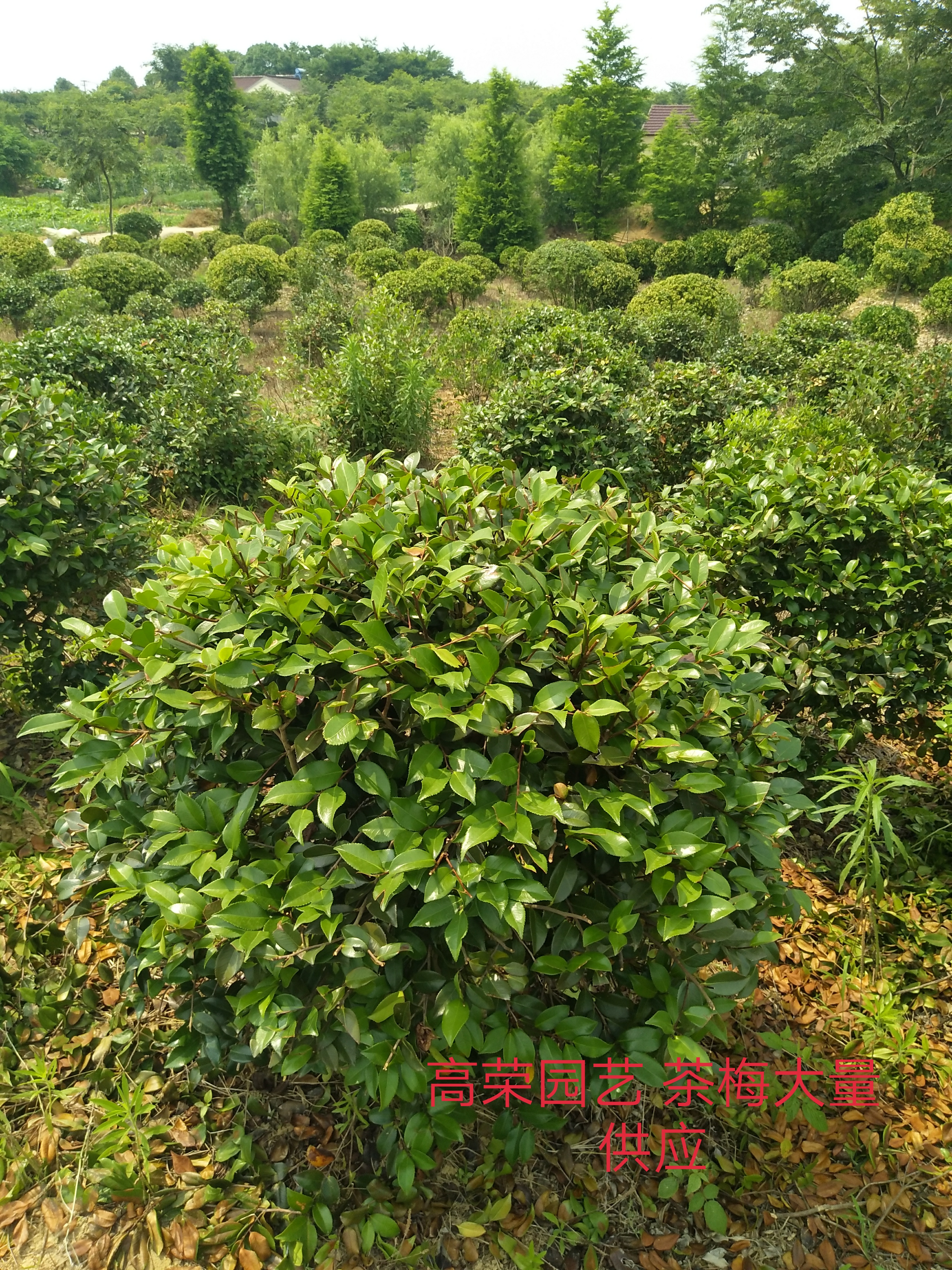 茶梅图片