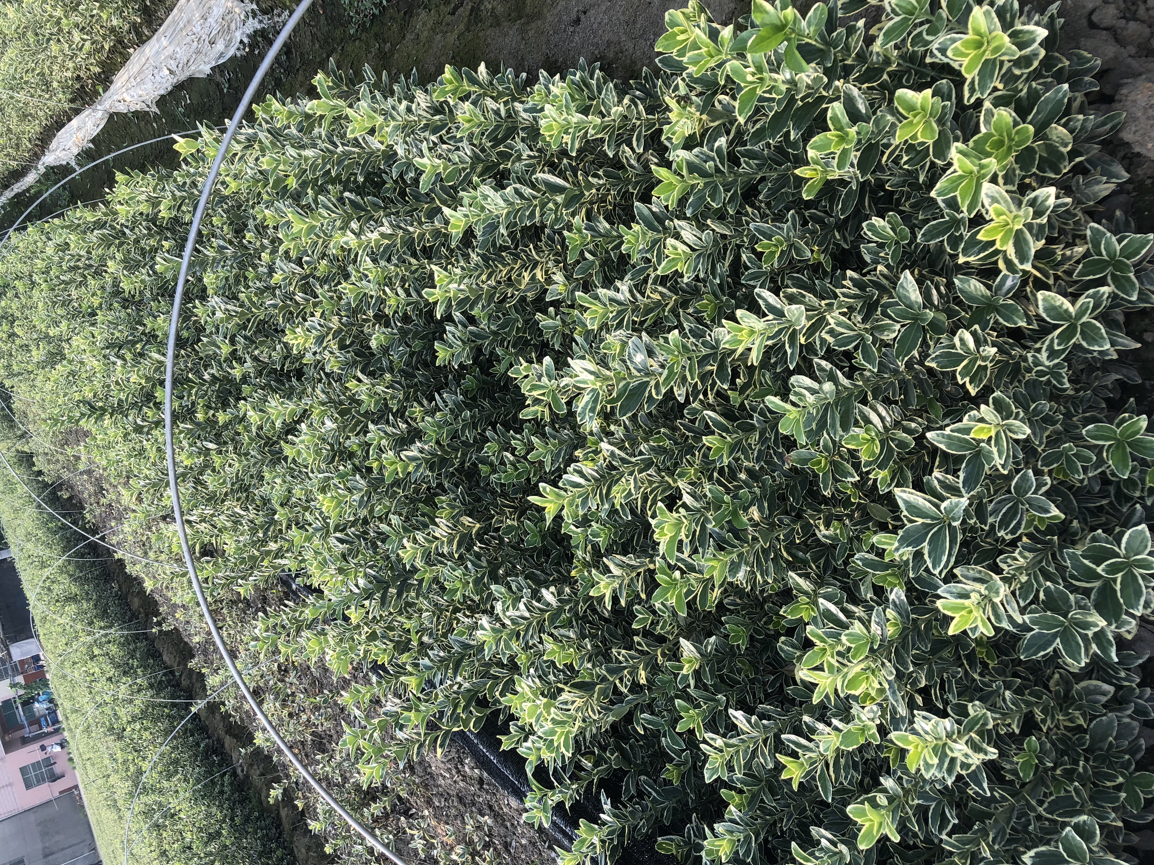 金边黄杨图片
