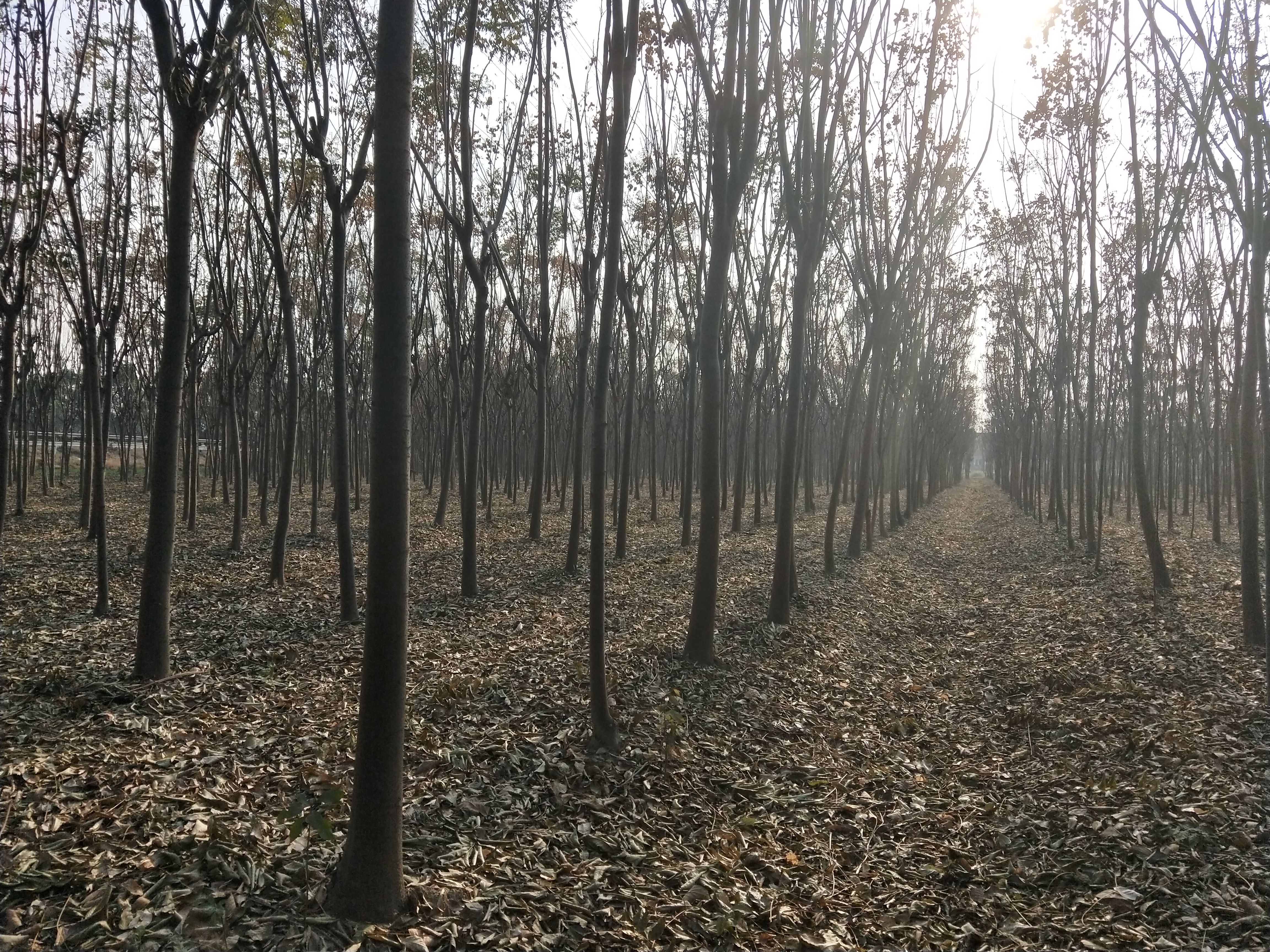 黄山栾树图片