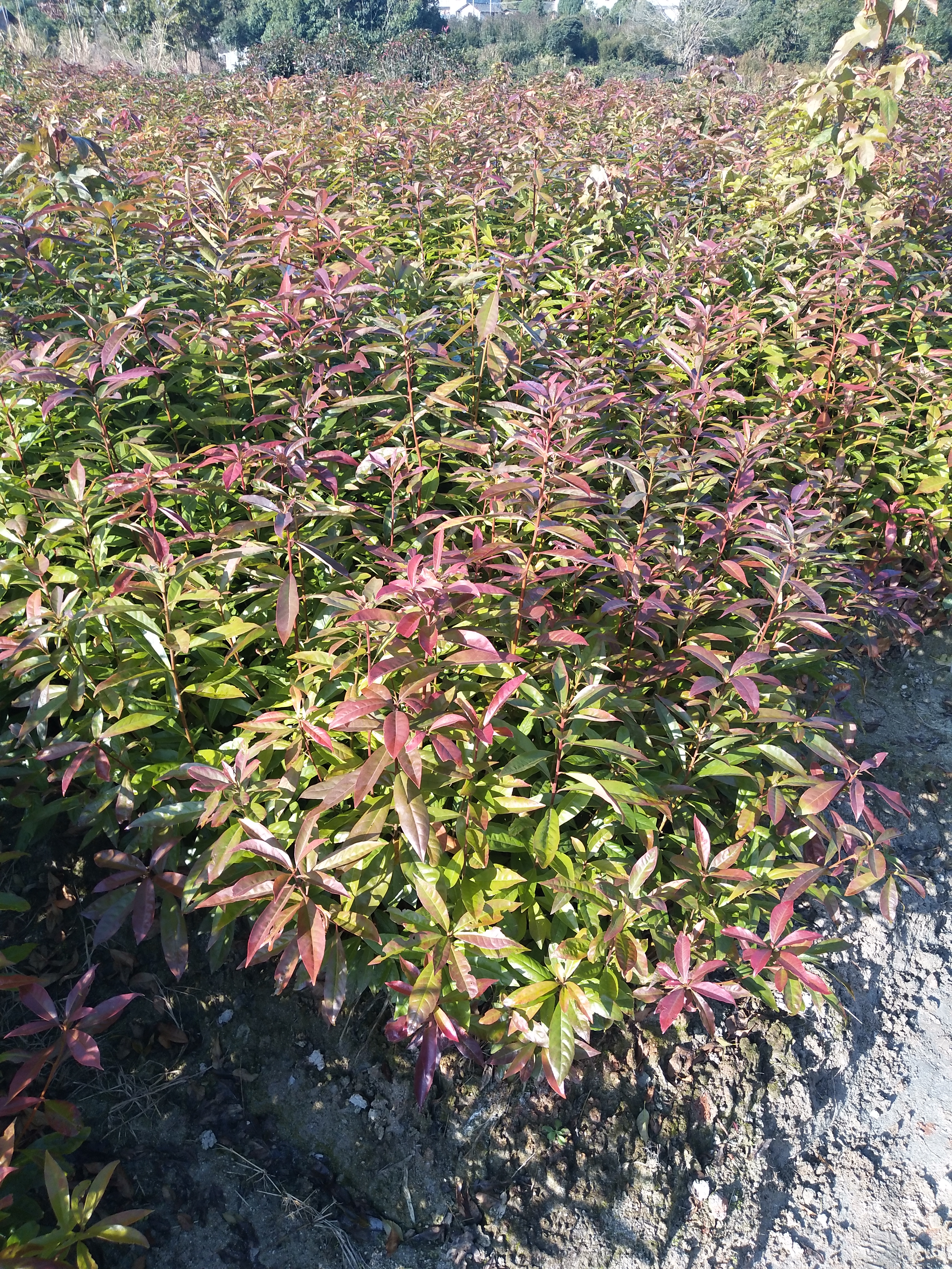 木荷图片