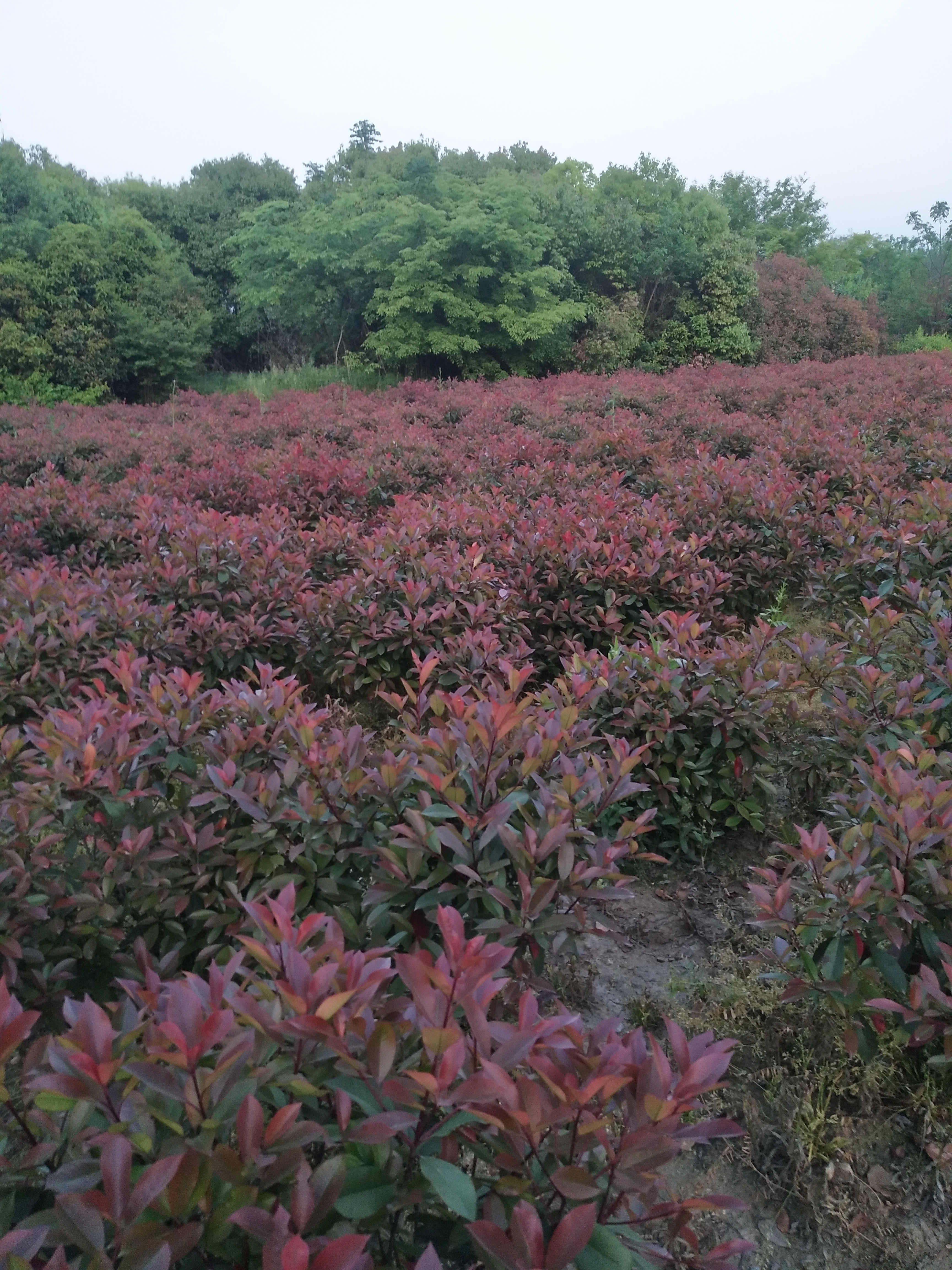 红叶石楠图片