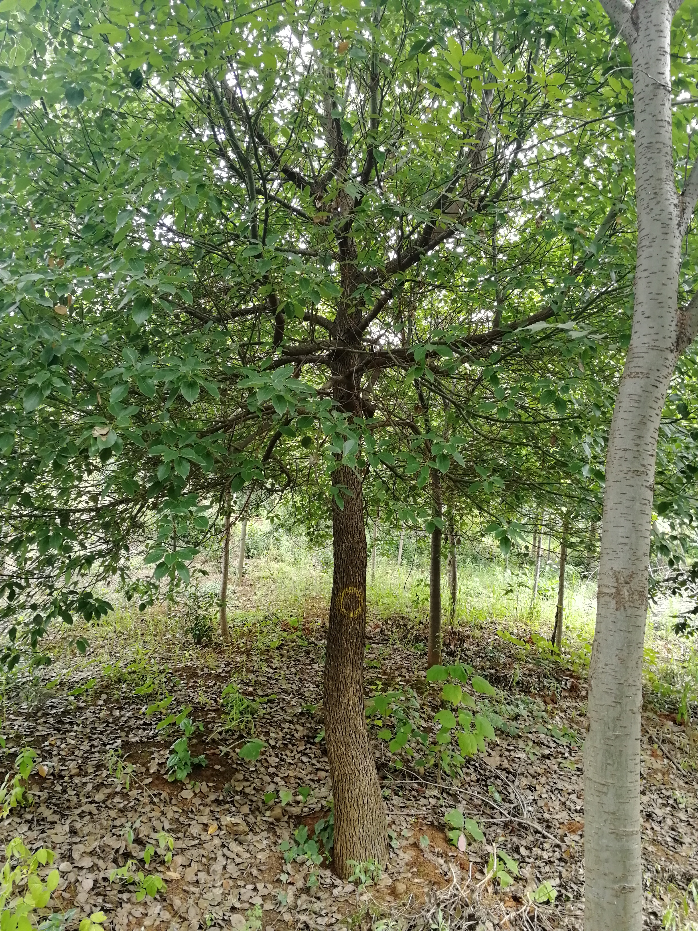 香樟图片