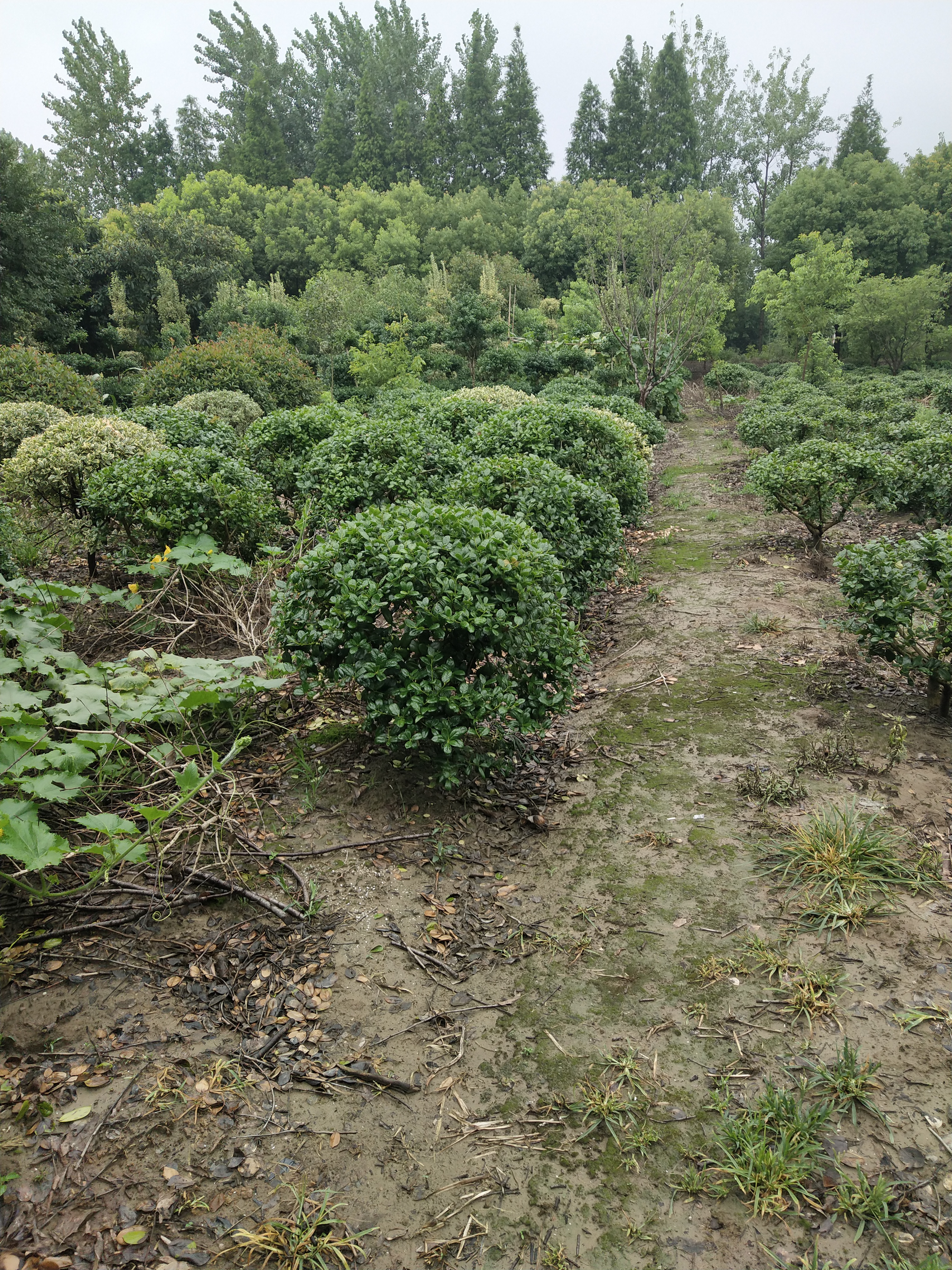 无刺构骨图片