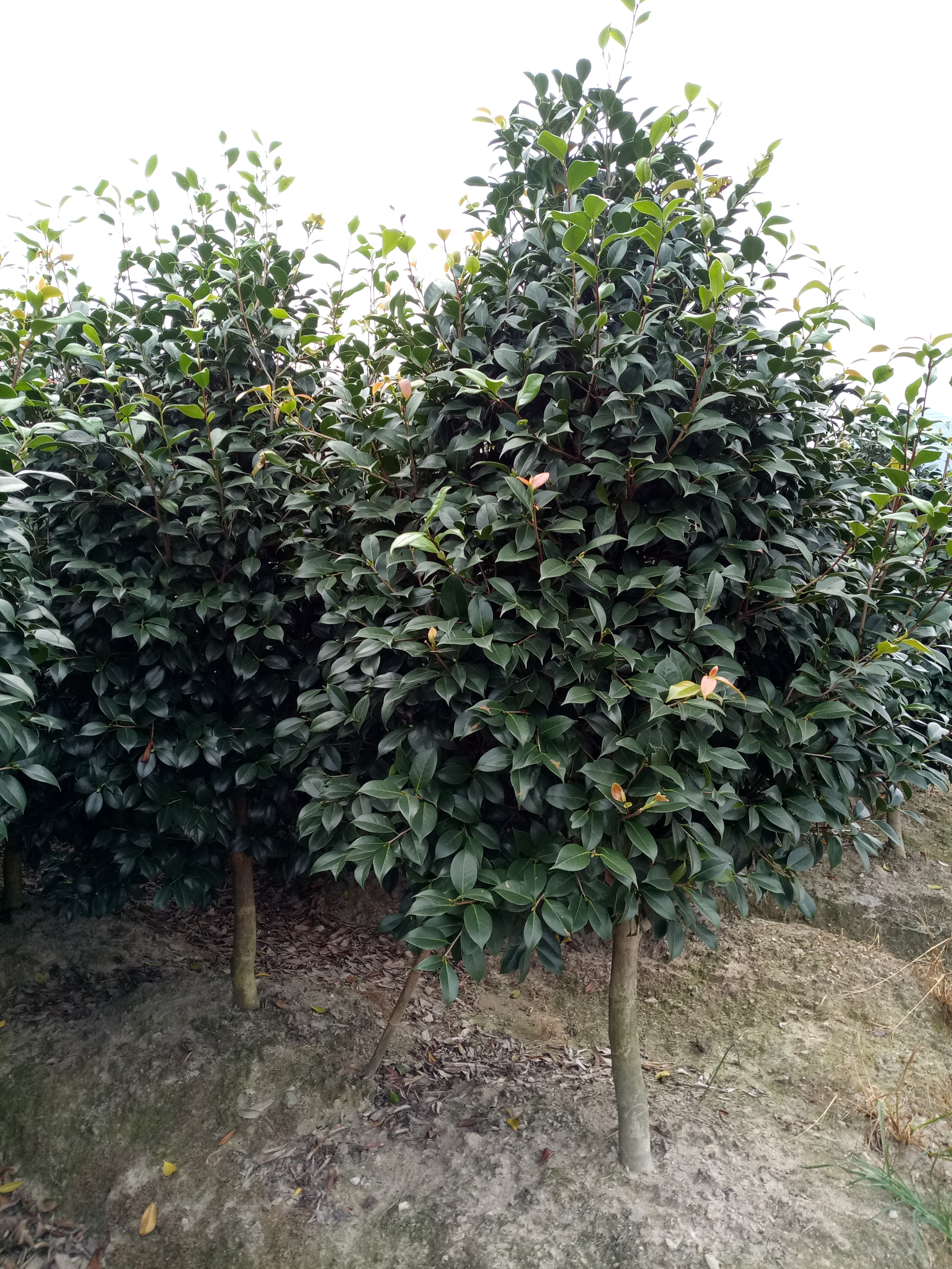 耐冬茶花图片