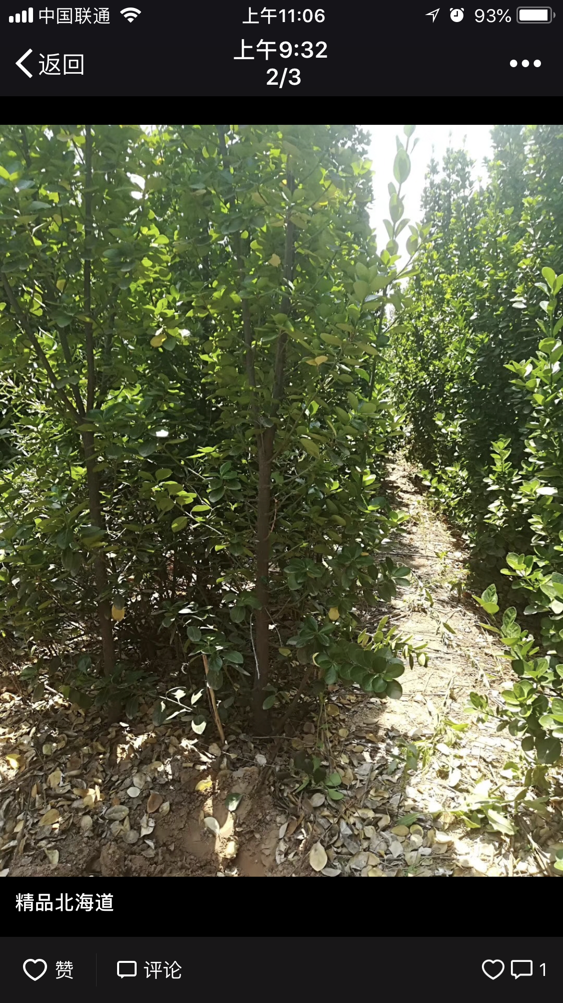 北海道黄杨图片