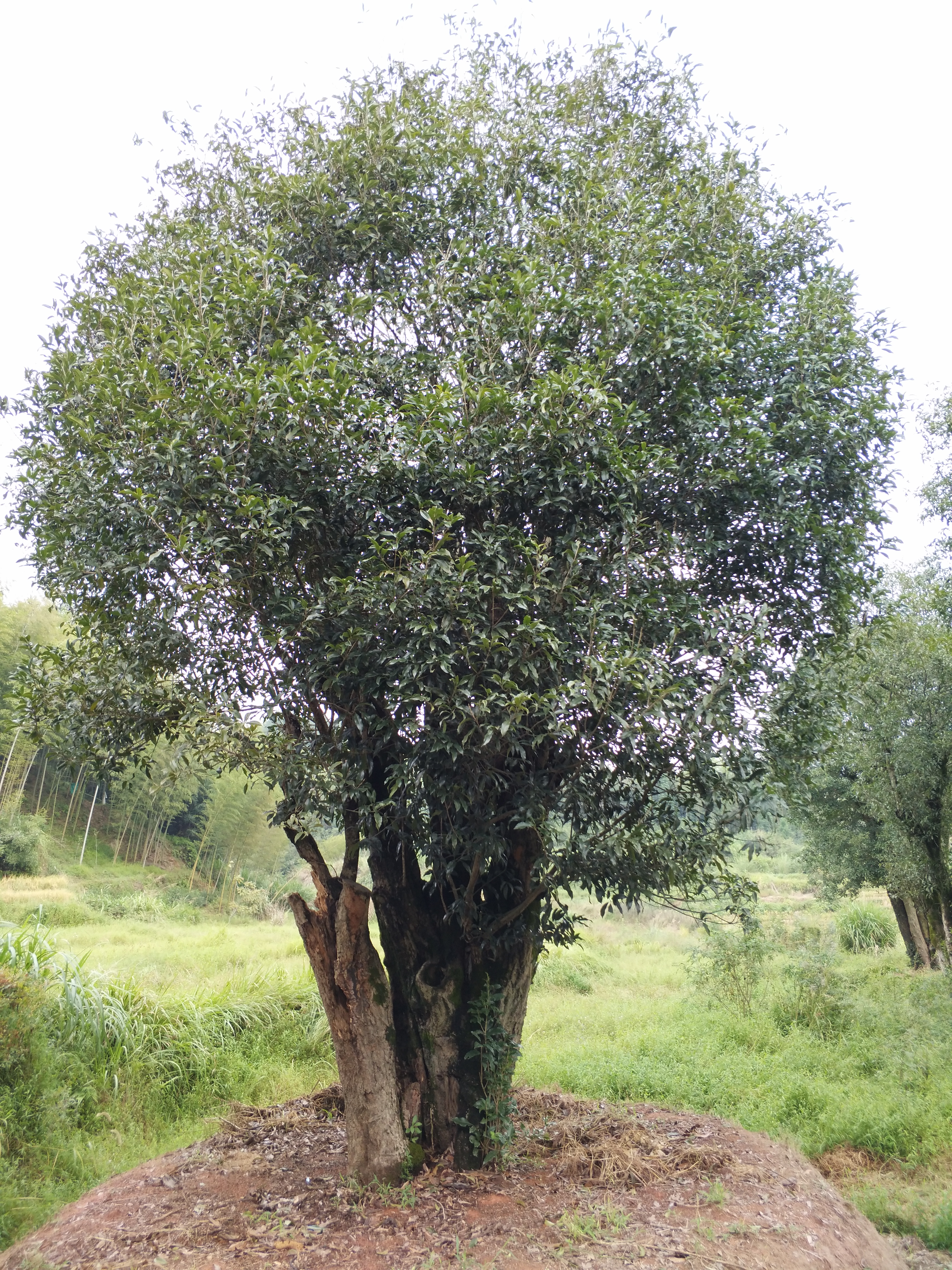 桂花图片