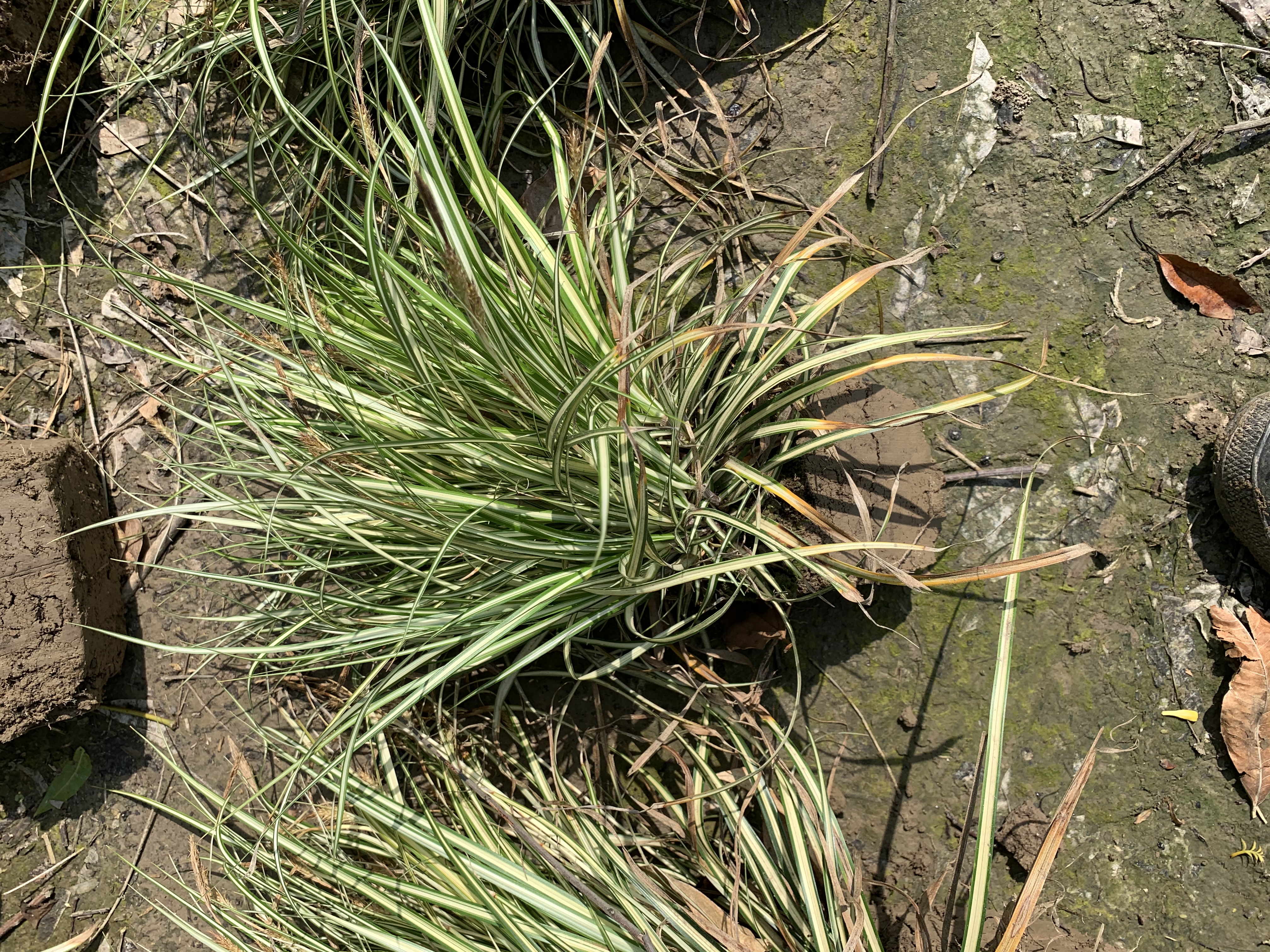 金叶苔草图片