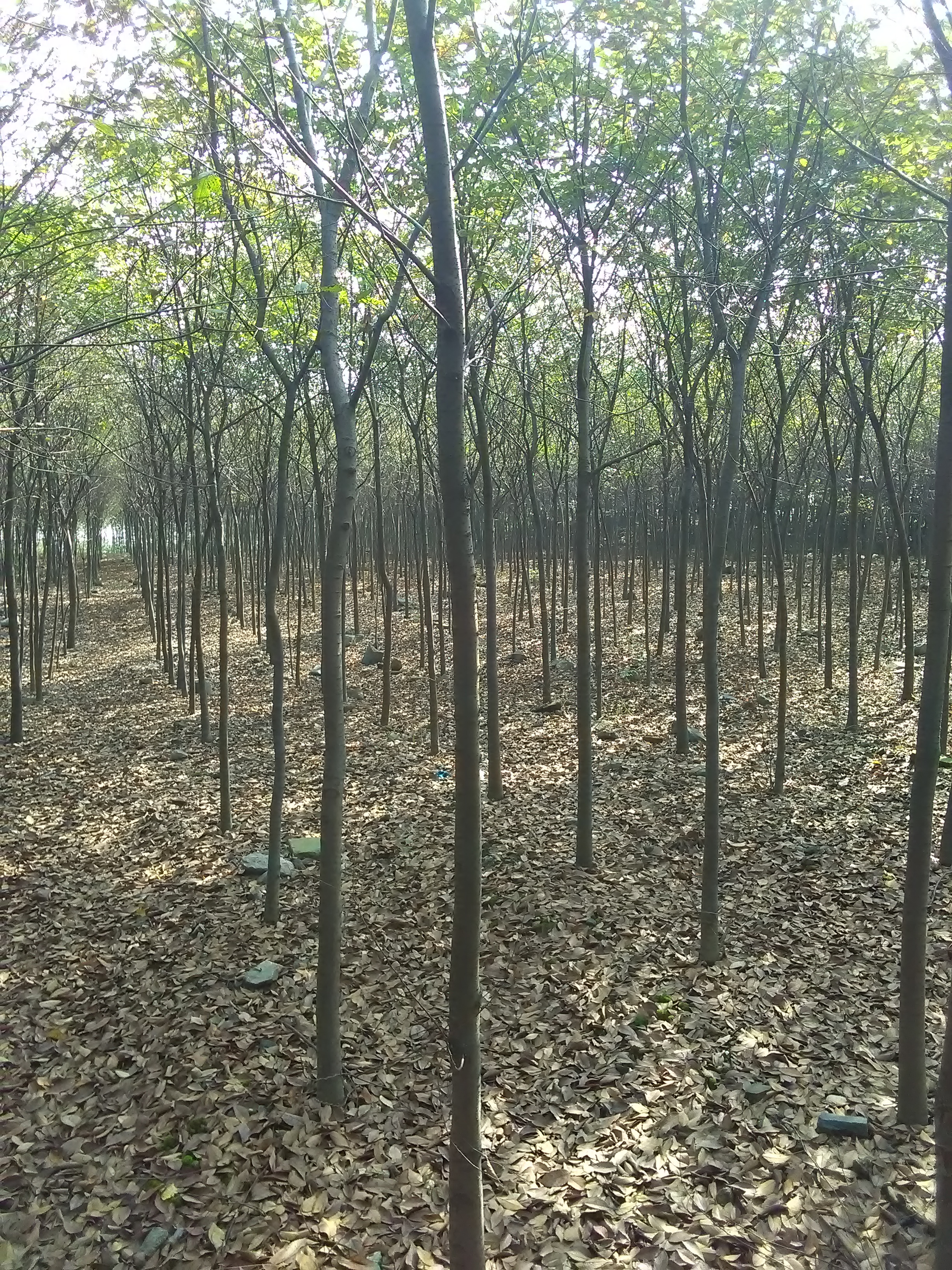 榉树图片