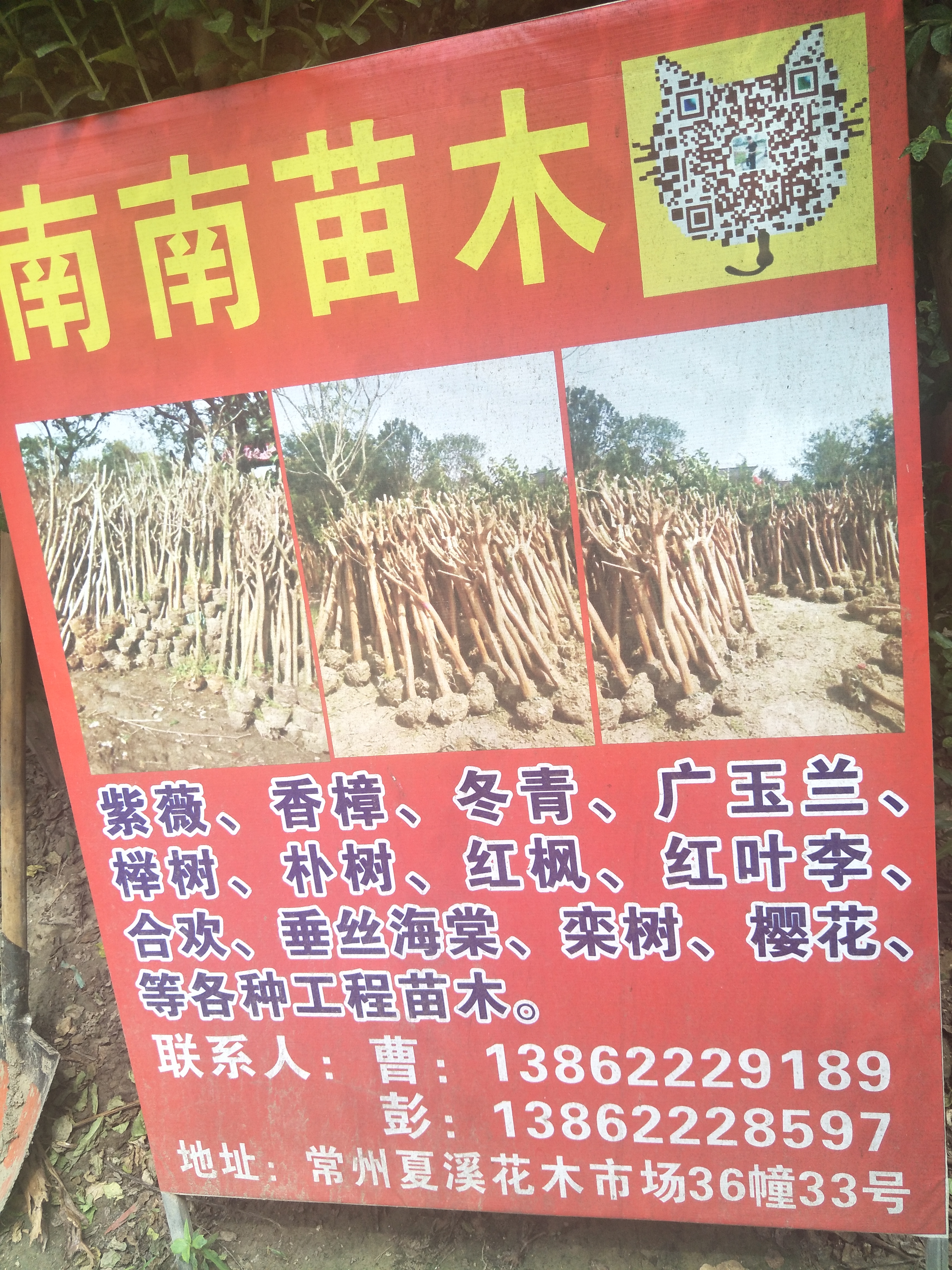南南苗木
